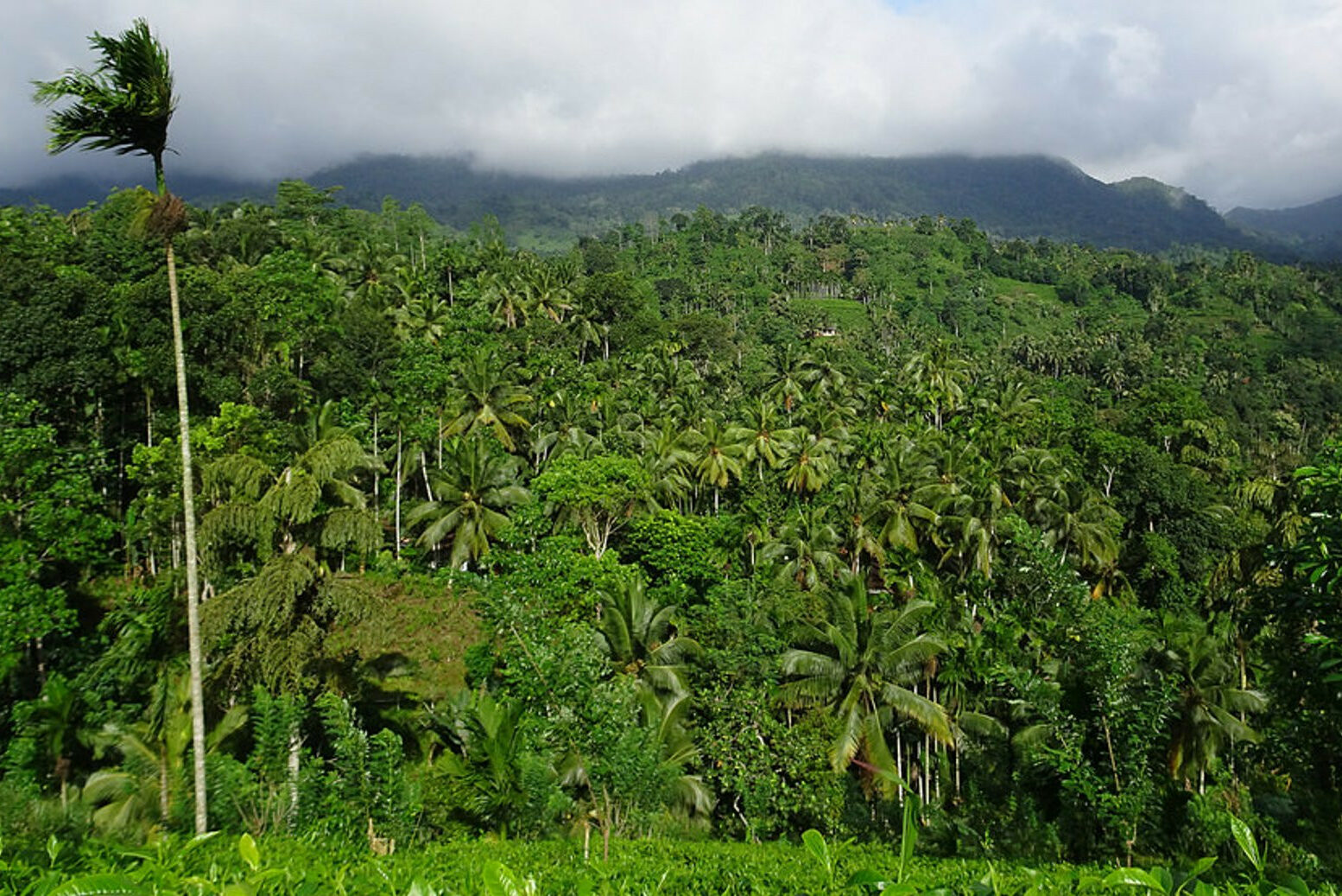 sri-lanka-singharaja-rainforest