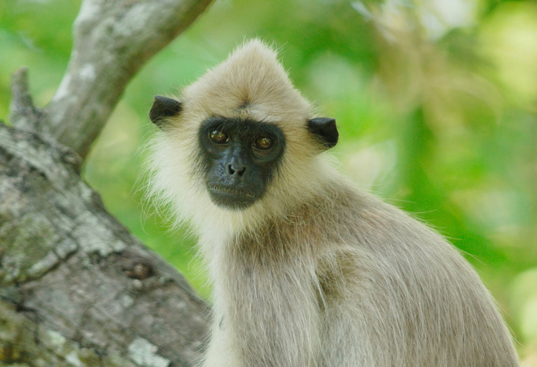 sri-lanka-yala-tufted-gray-Langur