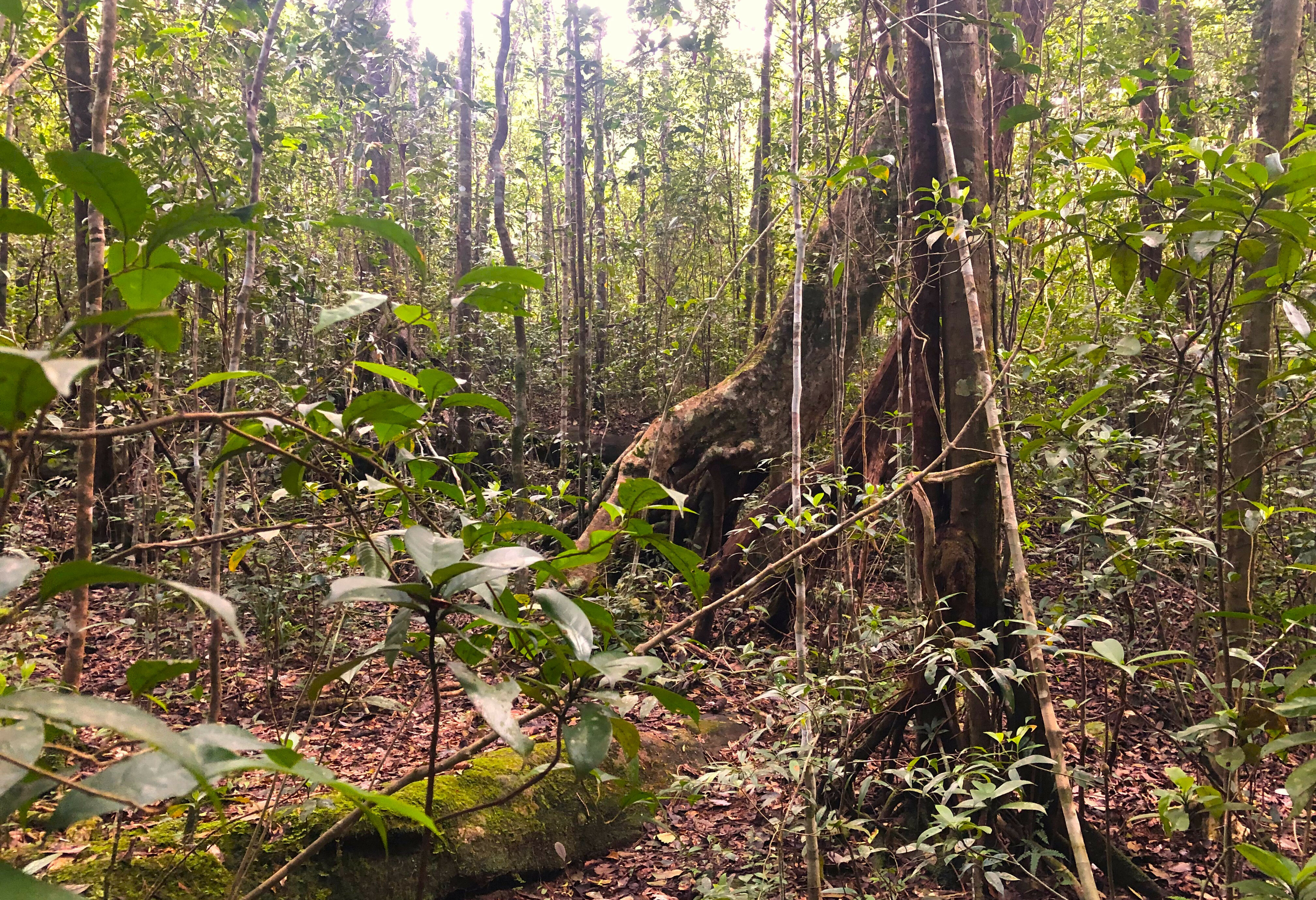 Sri-Lanka-Sinharaja-Rainforest-Trekking