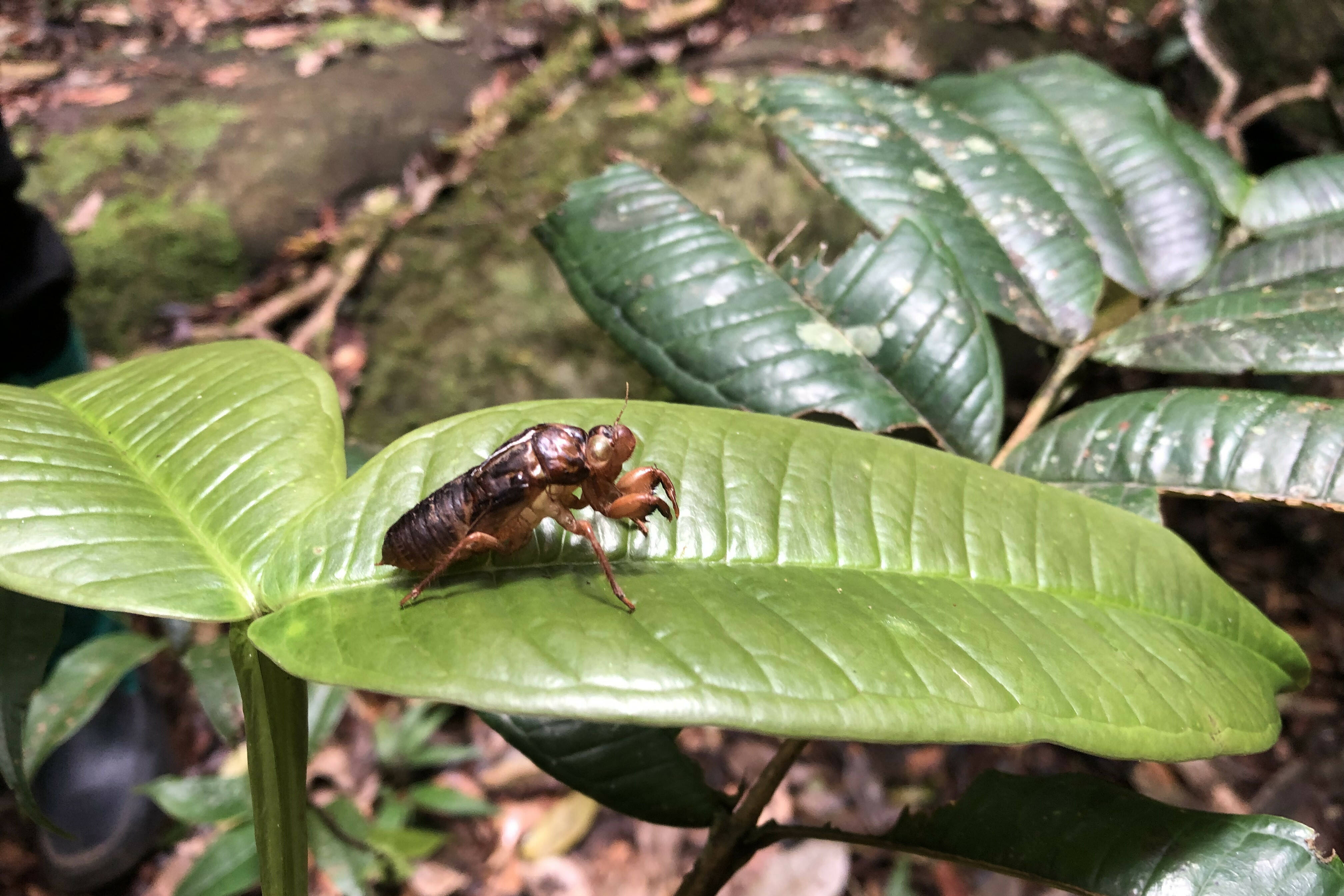 Sri-Lanka-Sinharaja-Rainforest-Fauna