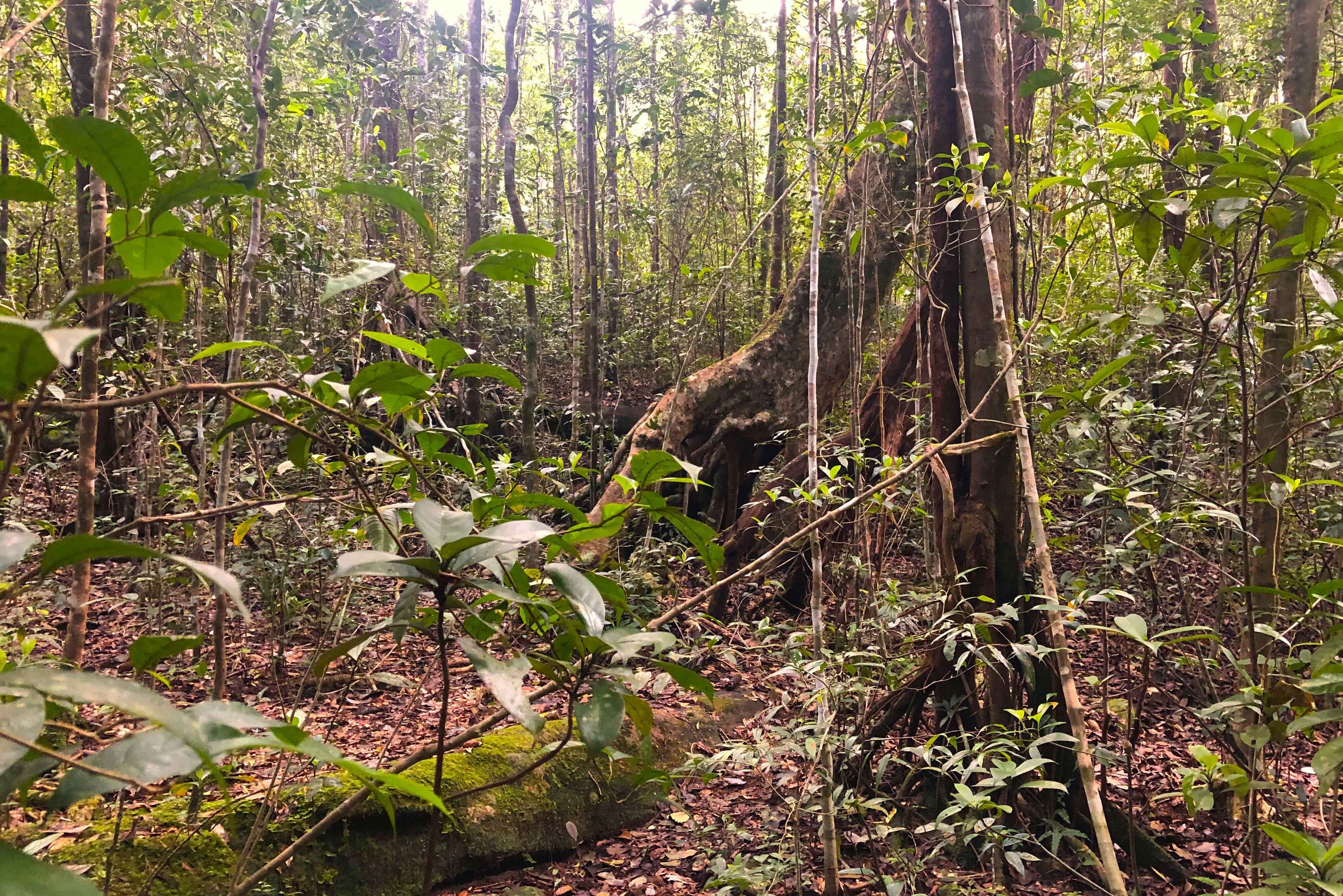 Sri-Lanka-Sinharaja-Rainforest-Trekking