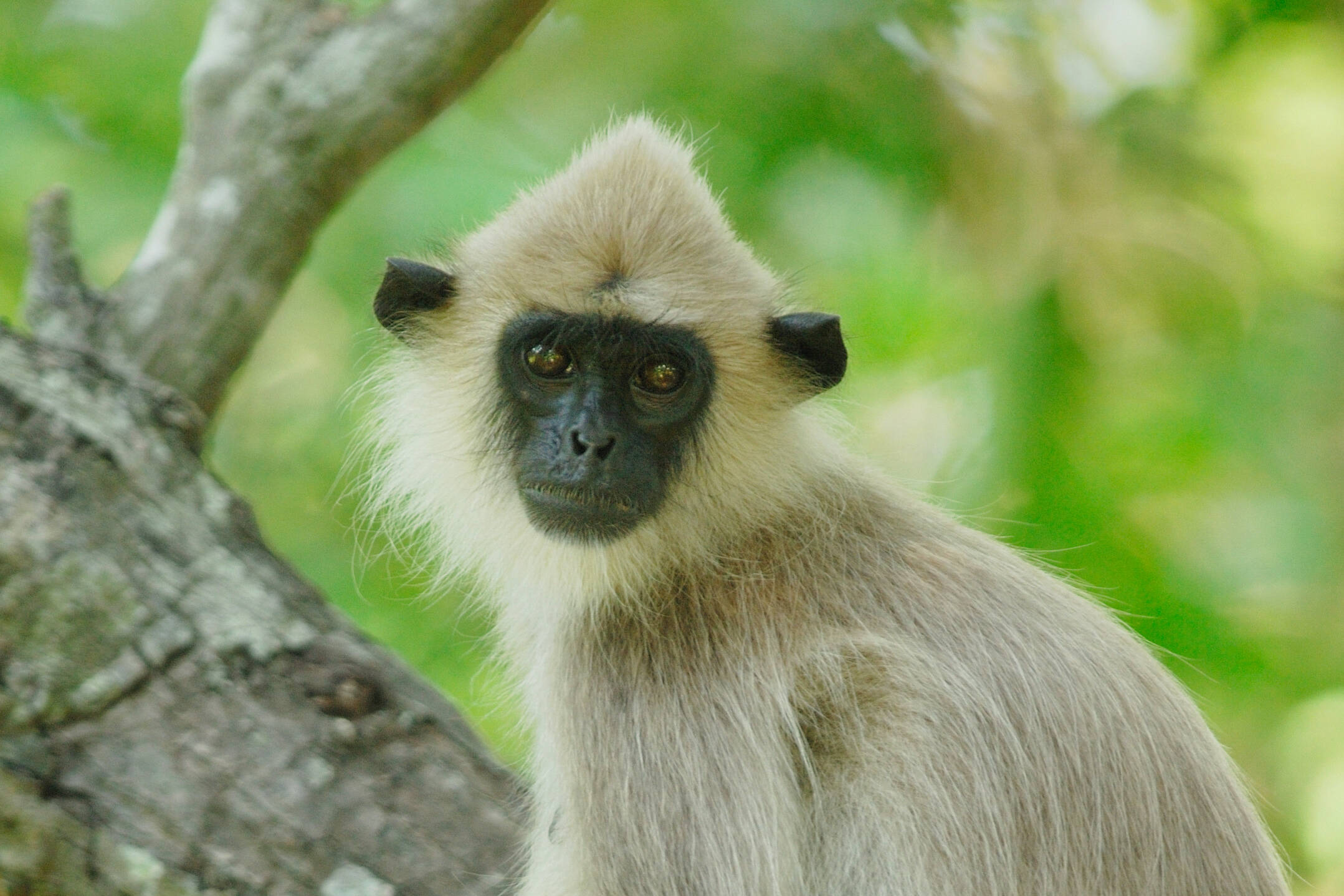sri-lanka-yala-tufted-gray-Langur