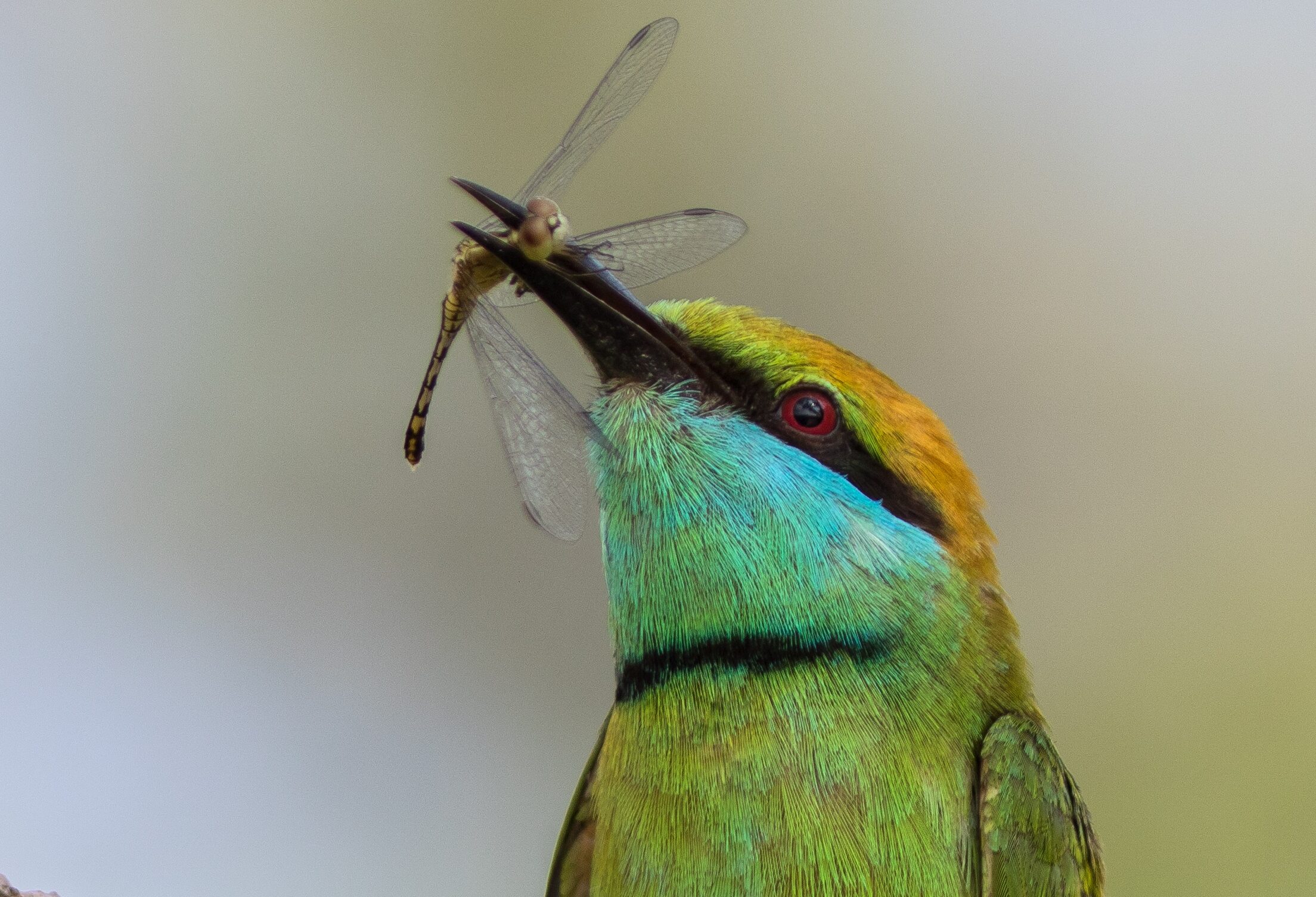 Sri-Lanka-Wilpattu-vogel-met-insect