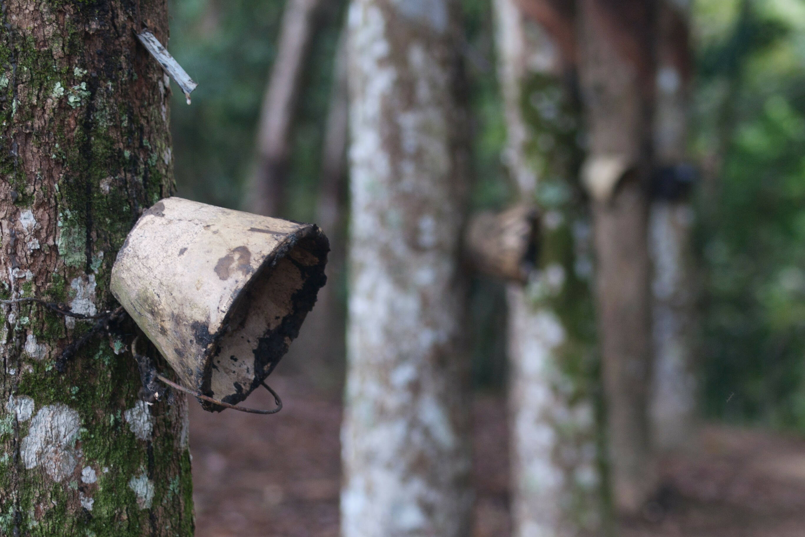 Rubberplantage op Penang