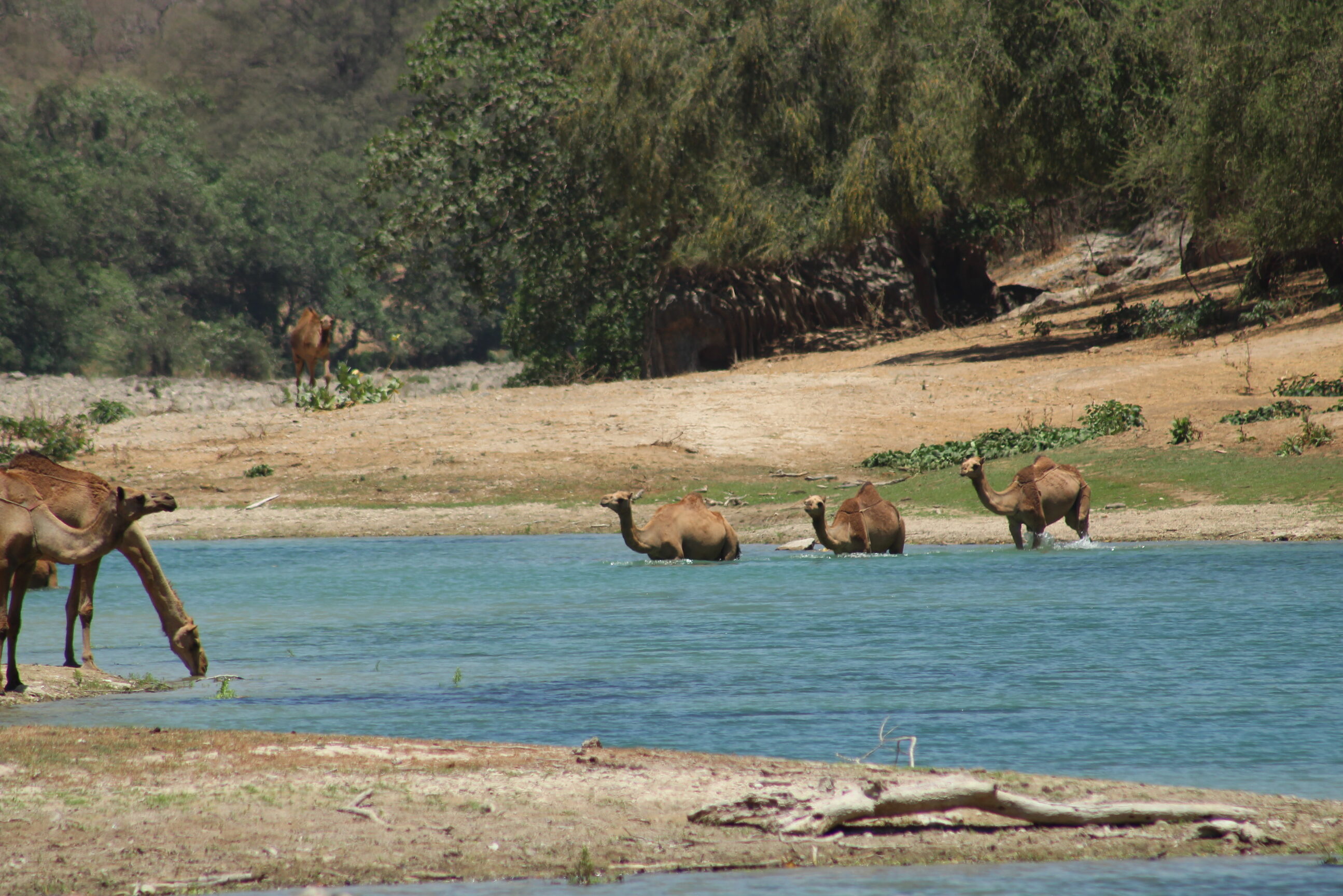 Oman Salalah Souly Lodge Omgeving