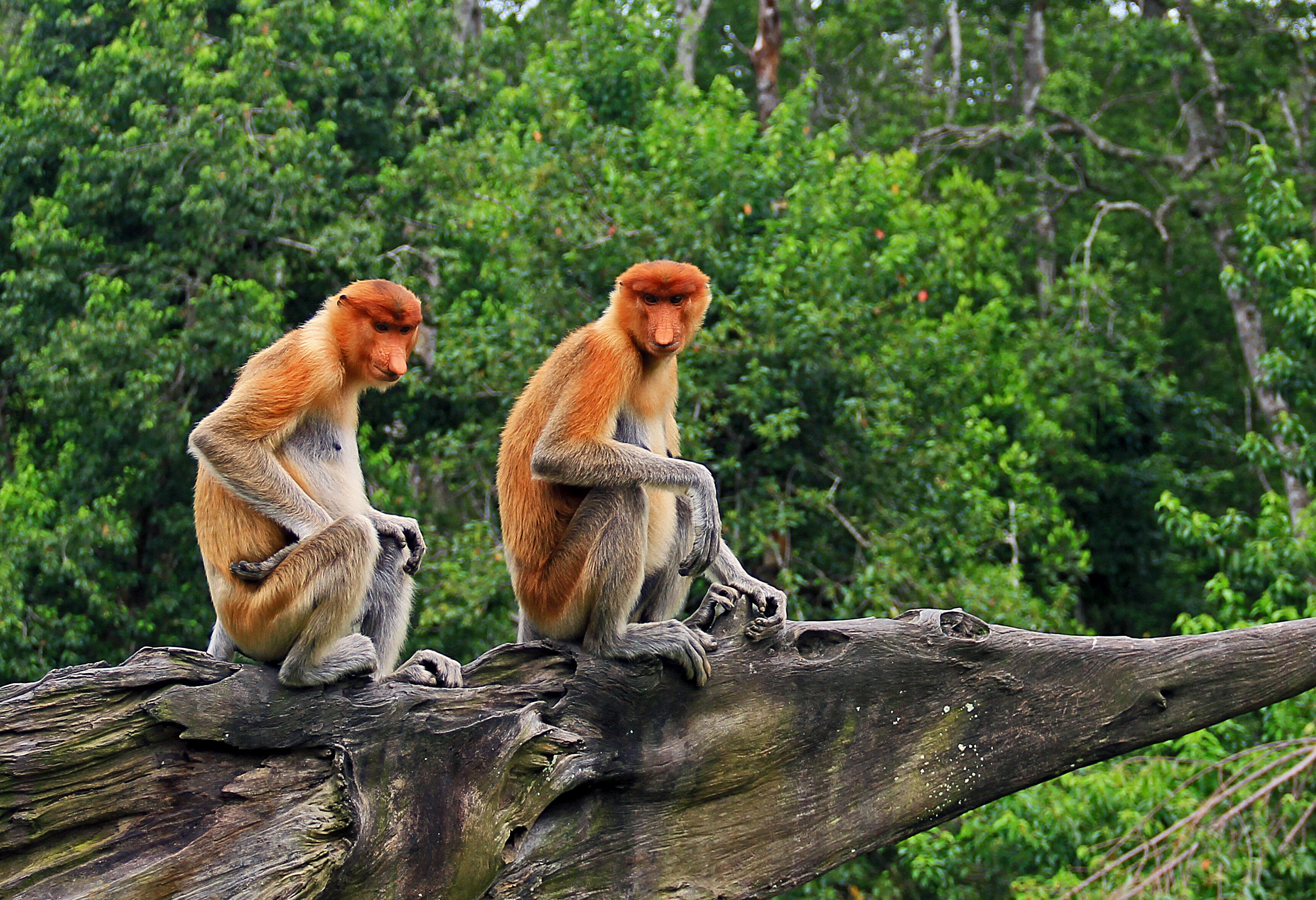 Neusapen Kinabatangan Sabah Borneo