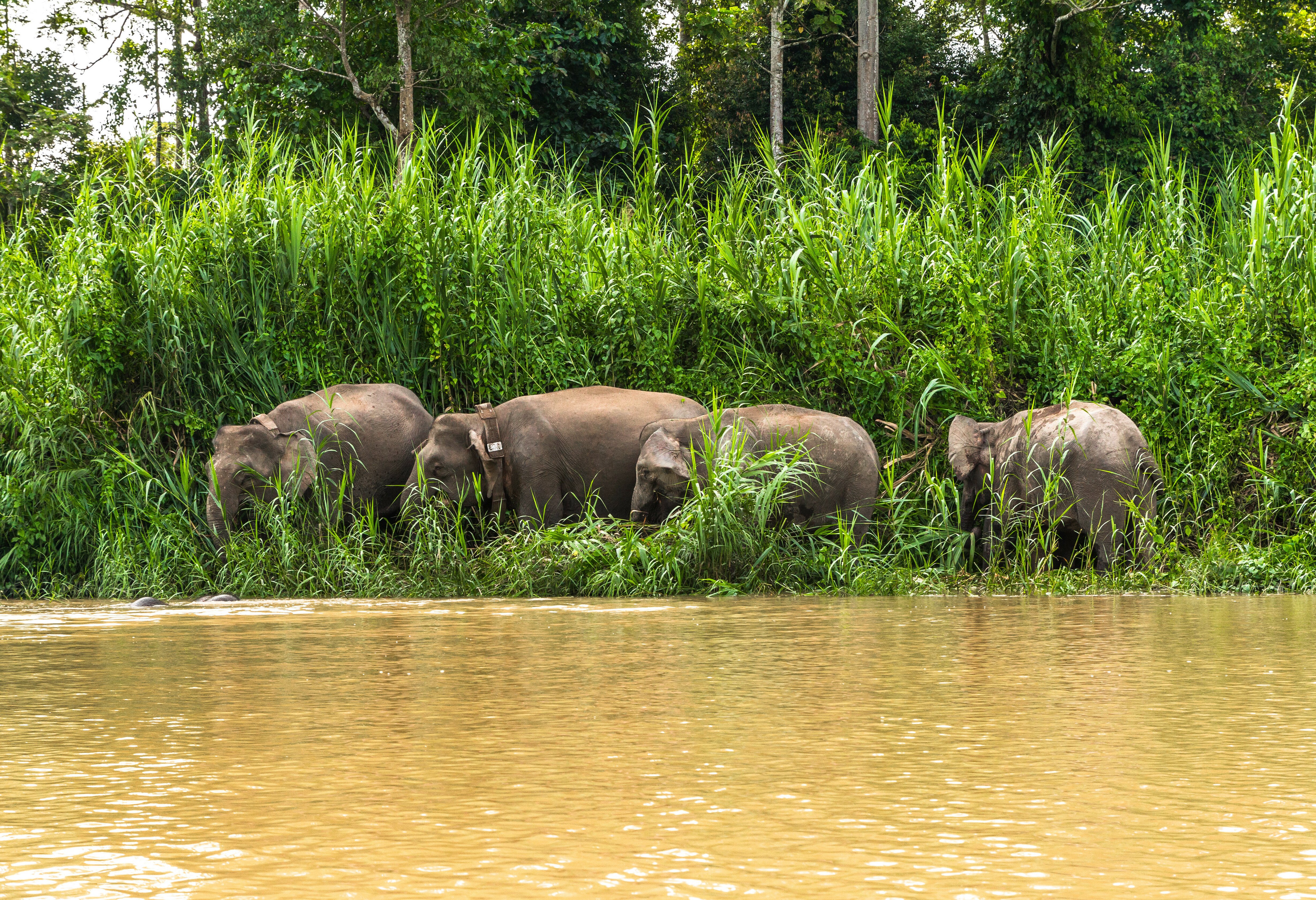 Olifanten spotten Kinabatangan Sabah Borneo