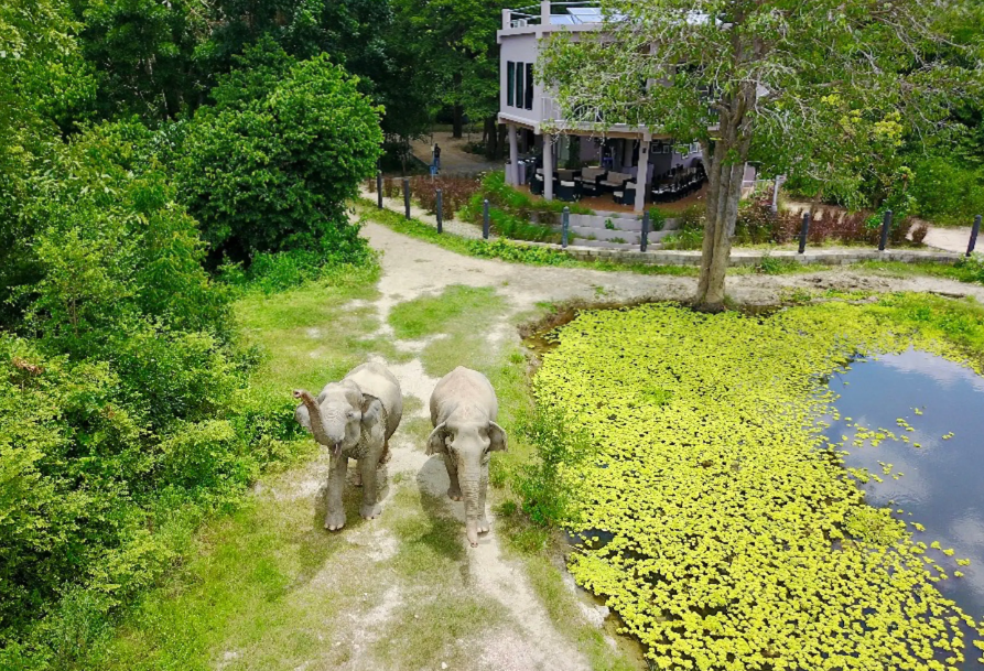 I Love Phants Lodge olifanten