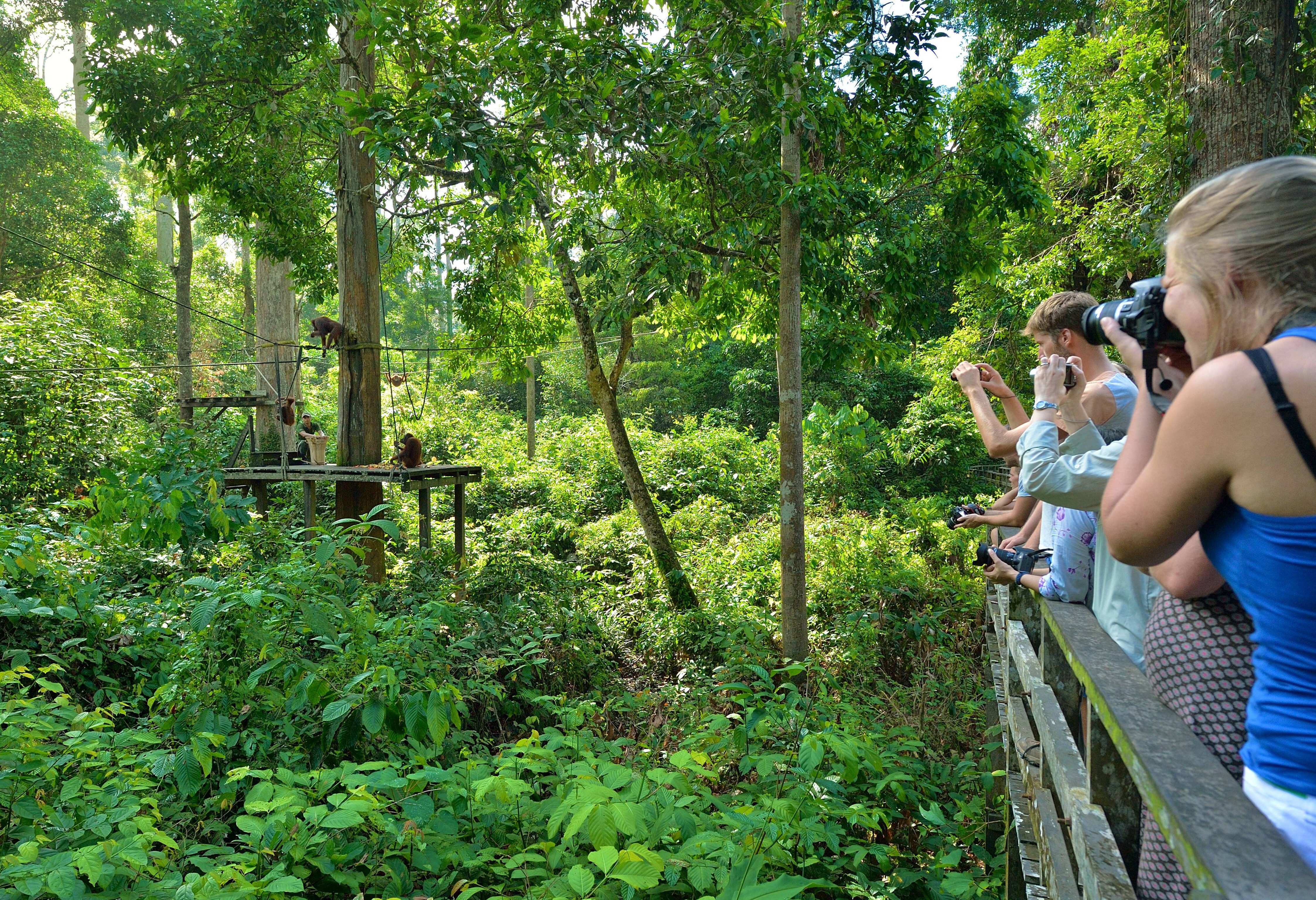 Orang-oetan spotten in Sepilok op Sabah