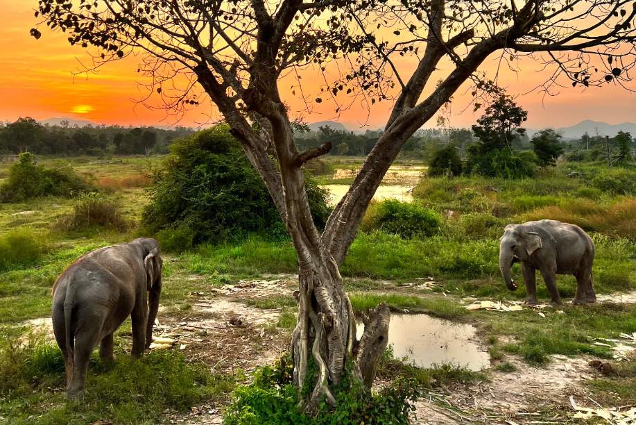 Olifanten bij I Love Phants Lodge