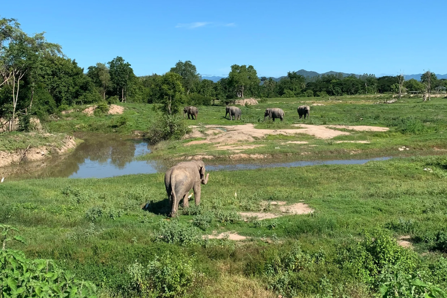 Olifanten bij I Love Phants Lodge