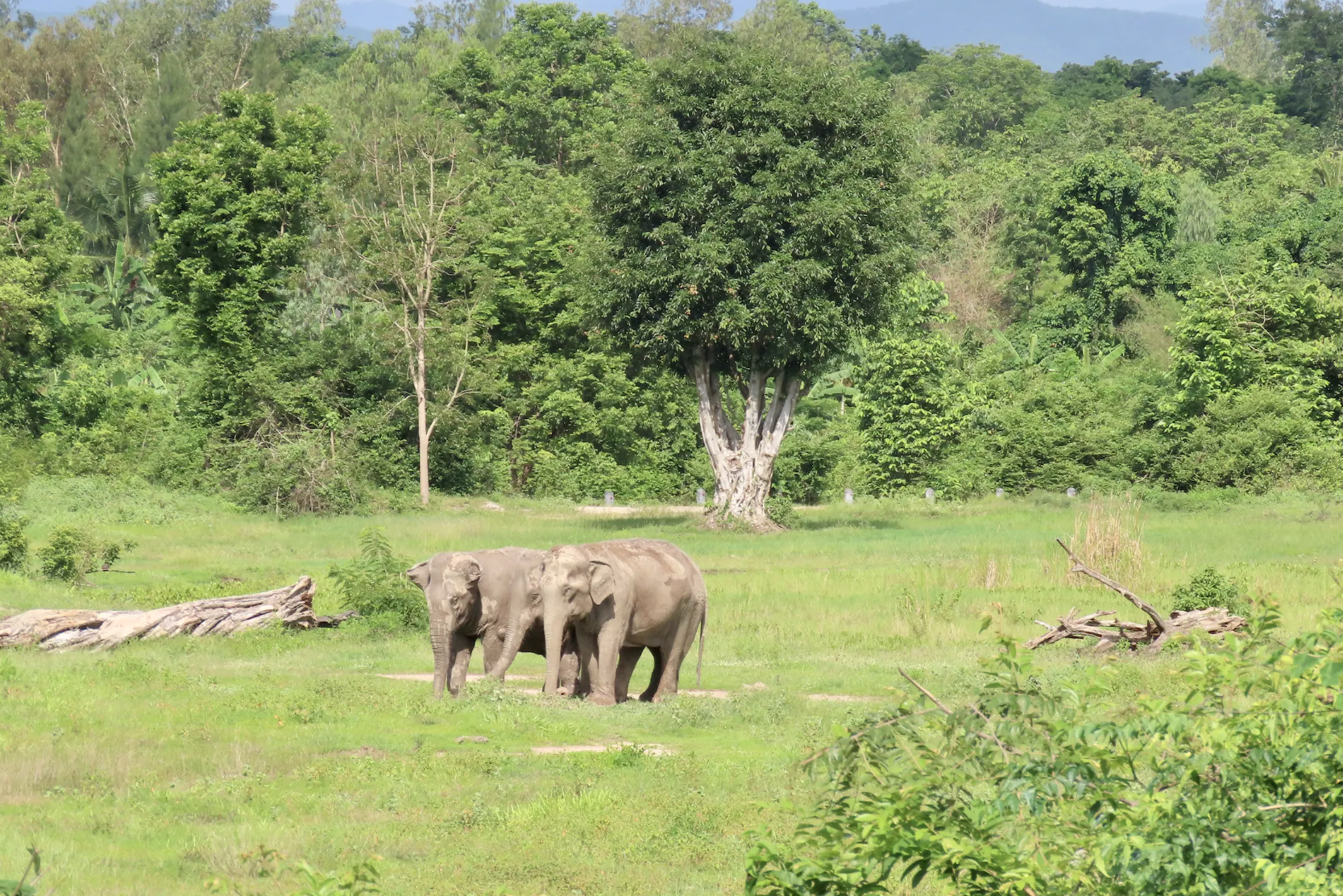 Olifanten bij I Love Phants Lodge