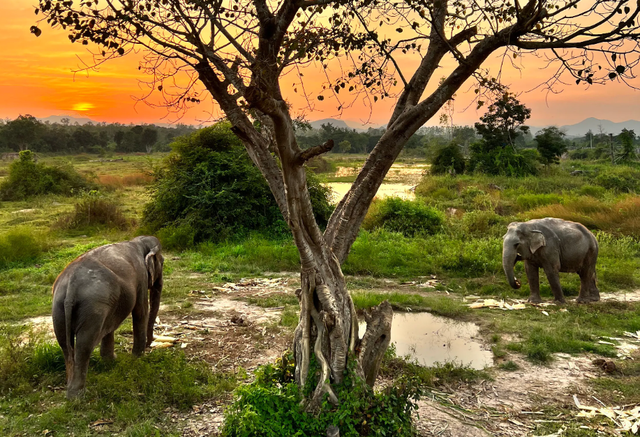 Uitzicht op olifanten bij zonsondergang