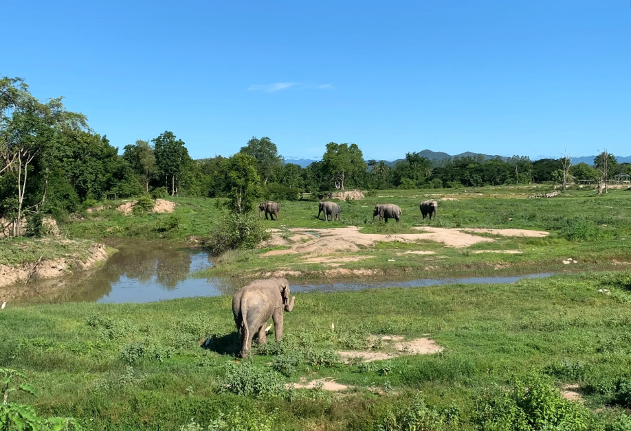 Olifanten bij I Love Phants Lodge