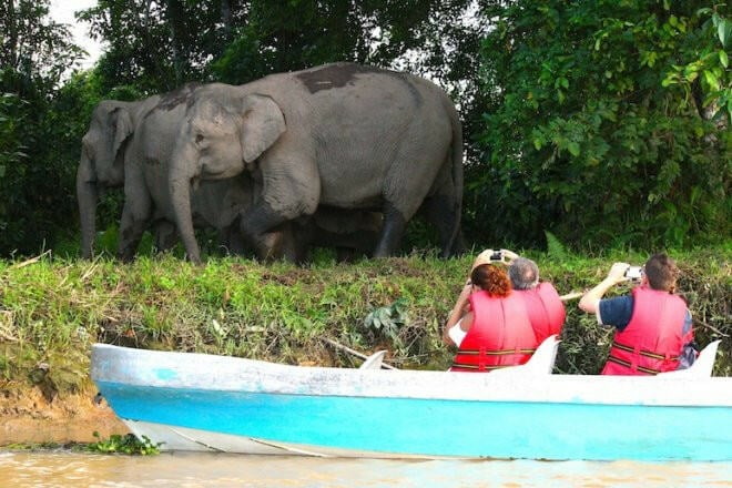 Olifanten spotten langs Kinabatangan in Sabah