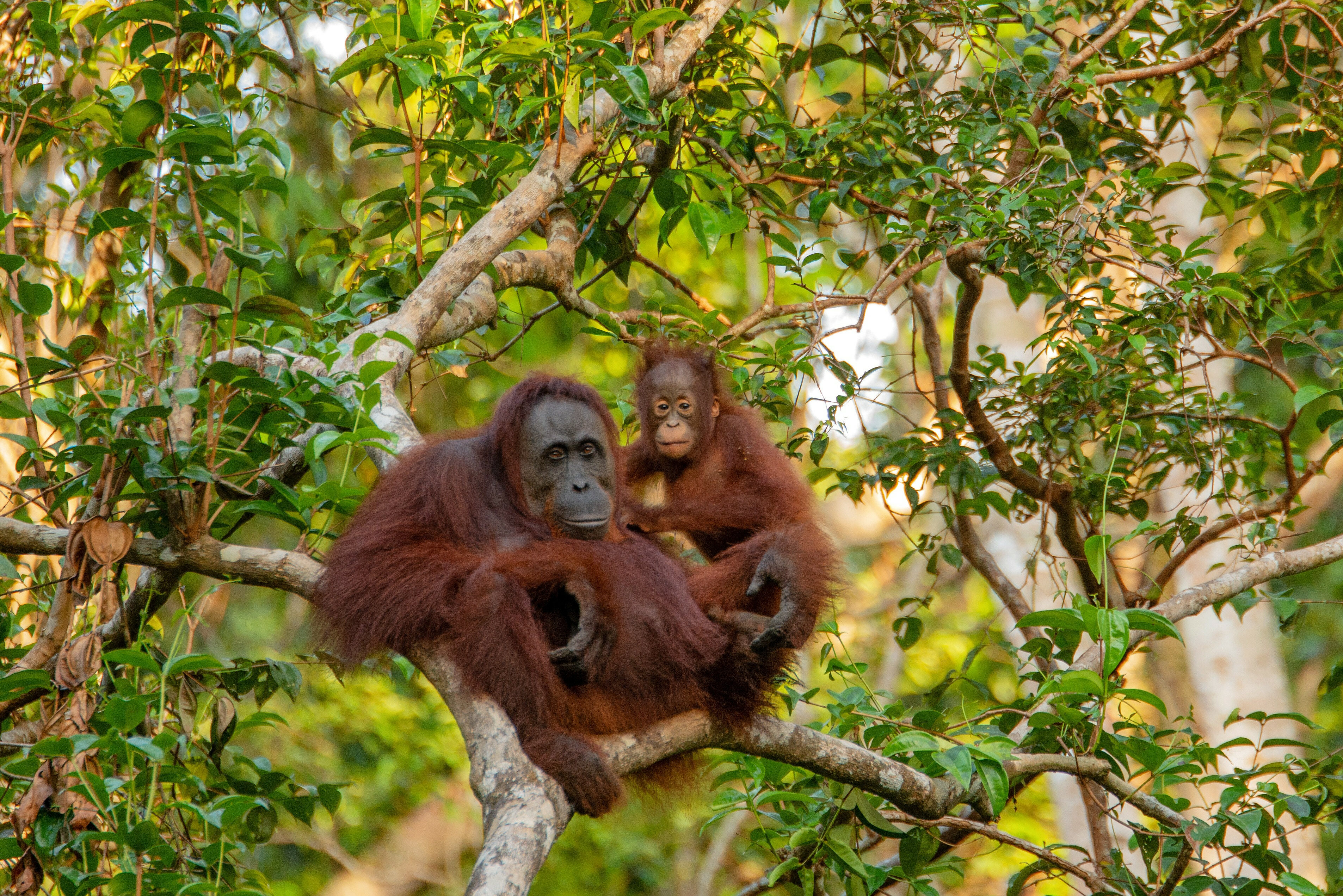 Orang-oetan met baby in Sepilok Sabah