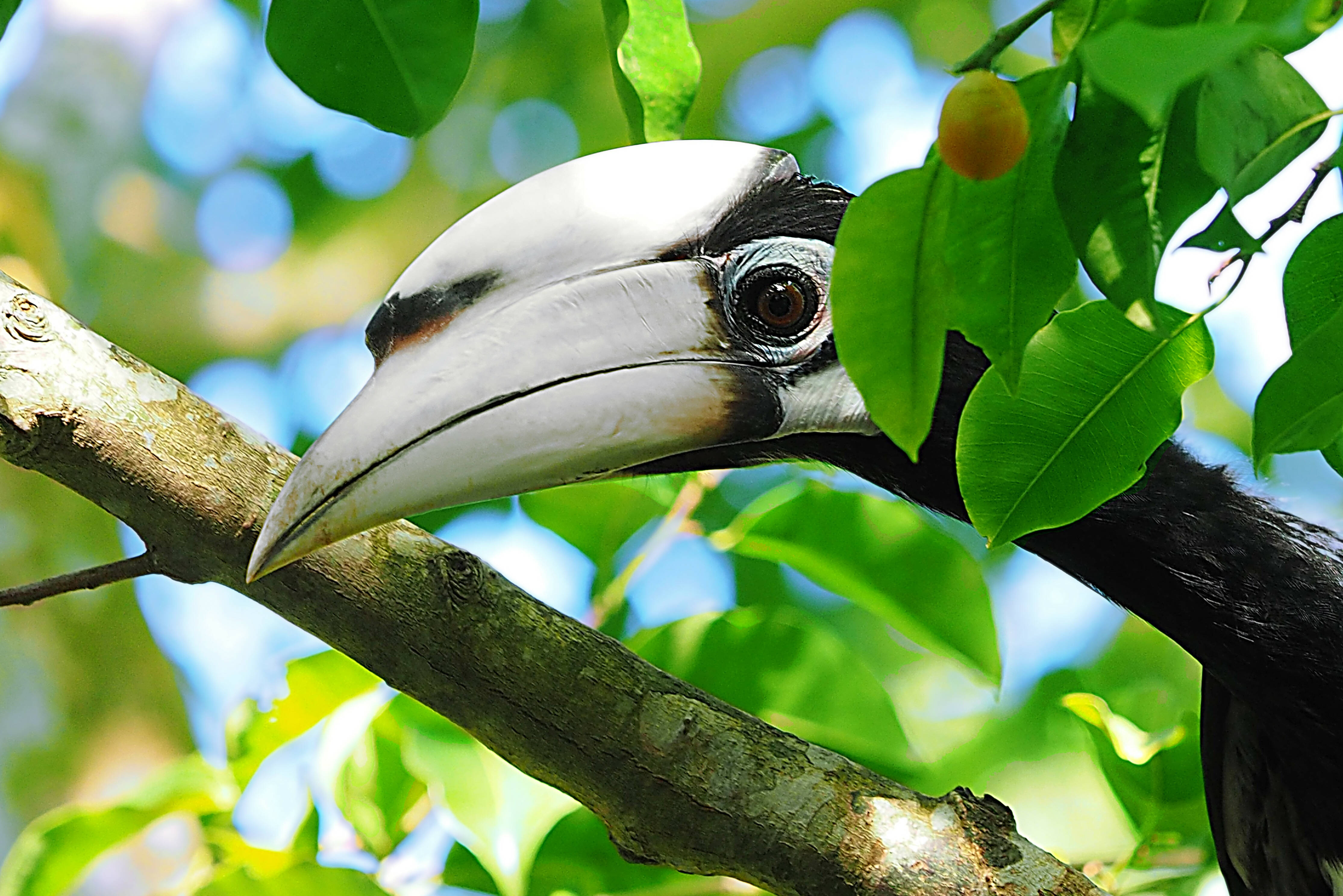 Neushoorn vogel Kinabatangan Sabah