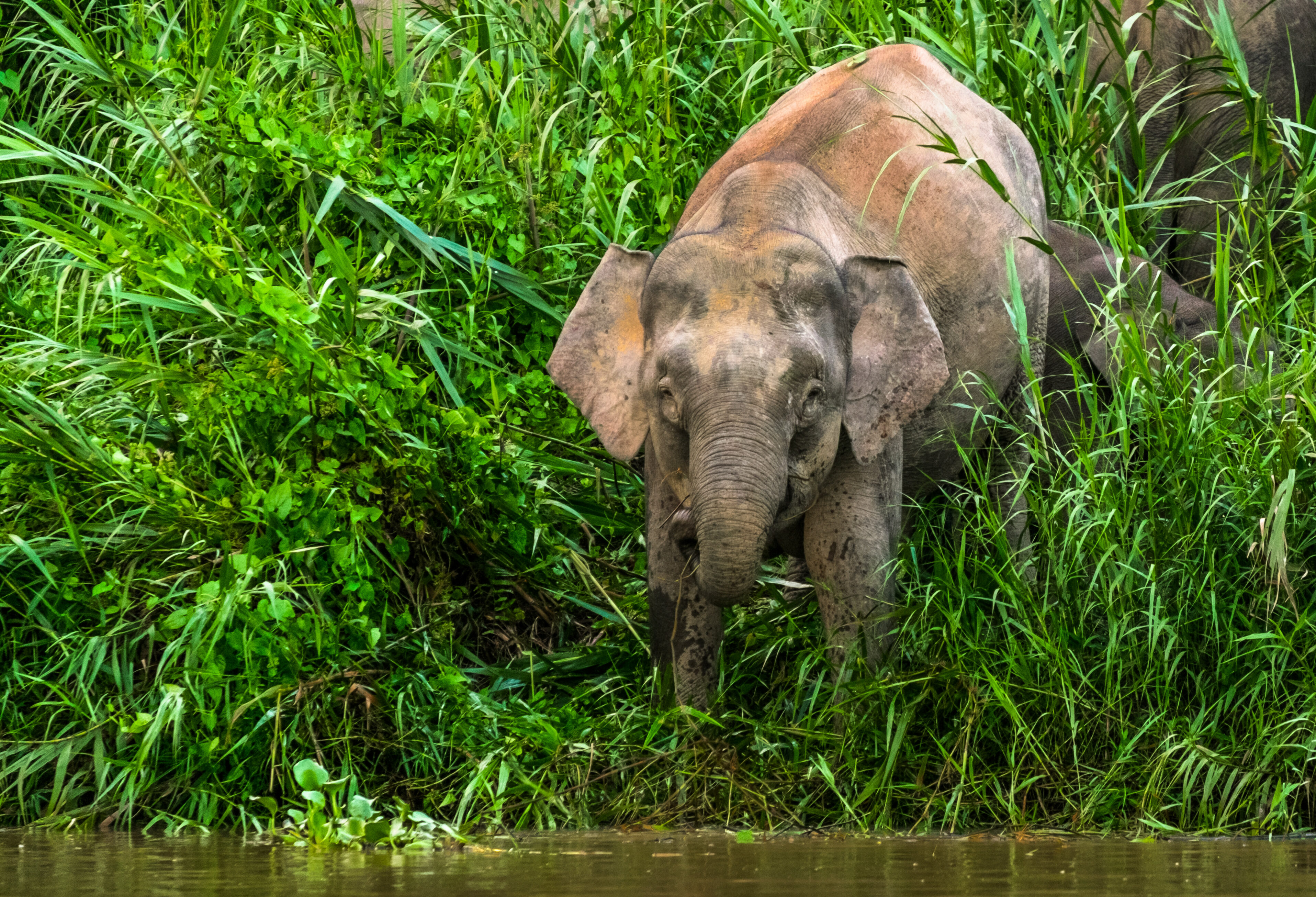 Olifant langs Kinabatangan in Sabah