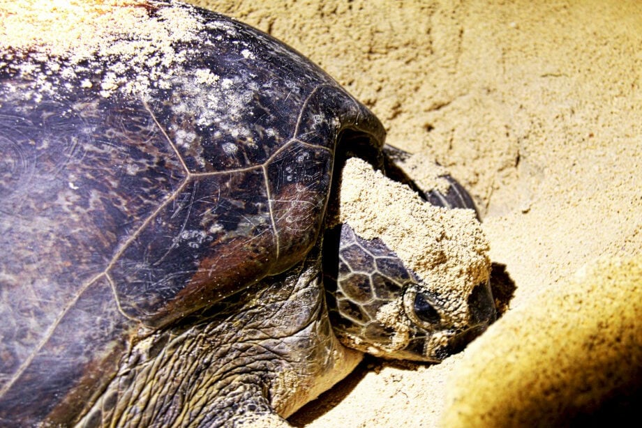Zeeschildpad legt eieren op strand Selingan Sabah