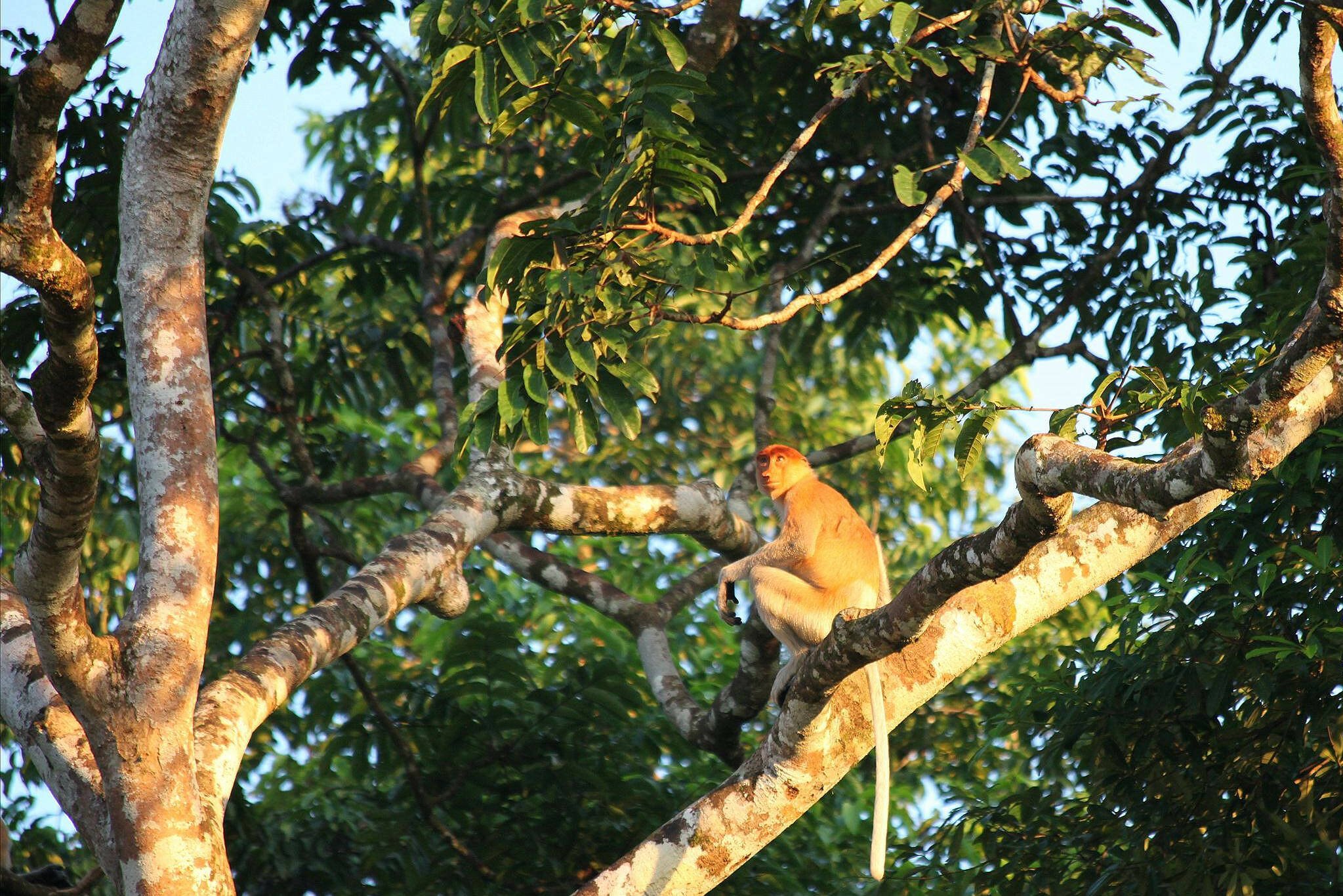 Neusaap Kinabatangan Sabah Borneo