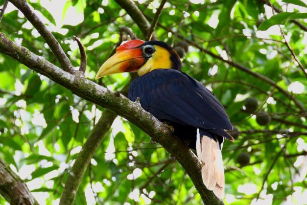 Neushoornvogel Kinabatangan Sabah