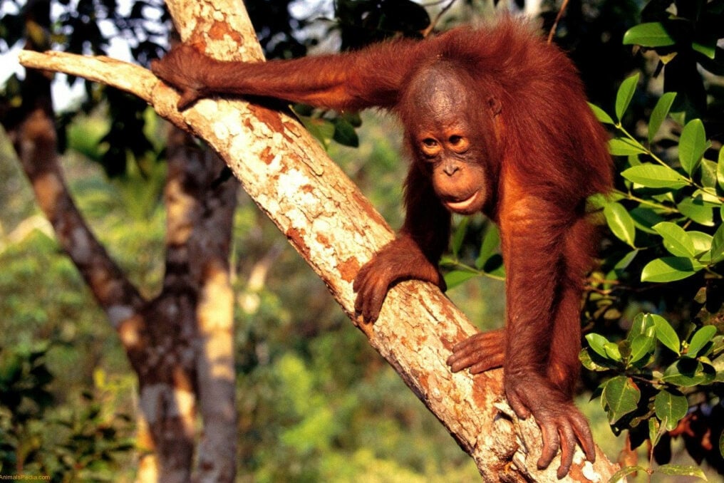 Orang-oetan Sabah Borneo
