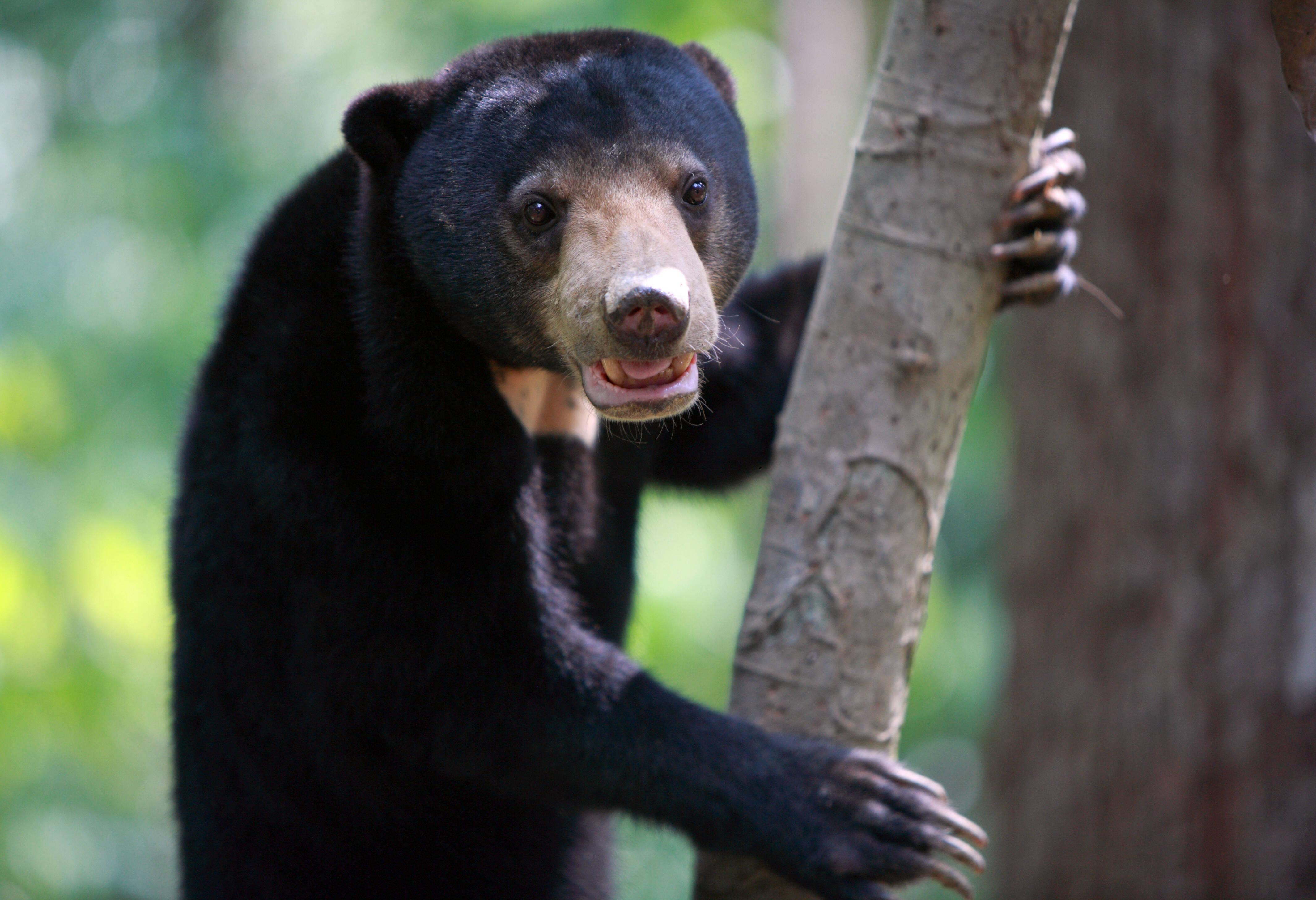 Sun bear bij Sandakan Borneo