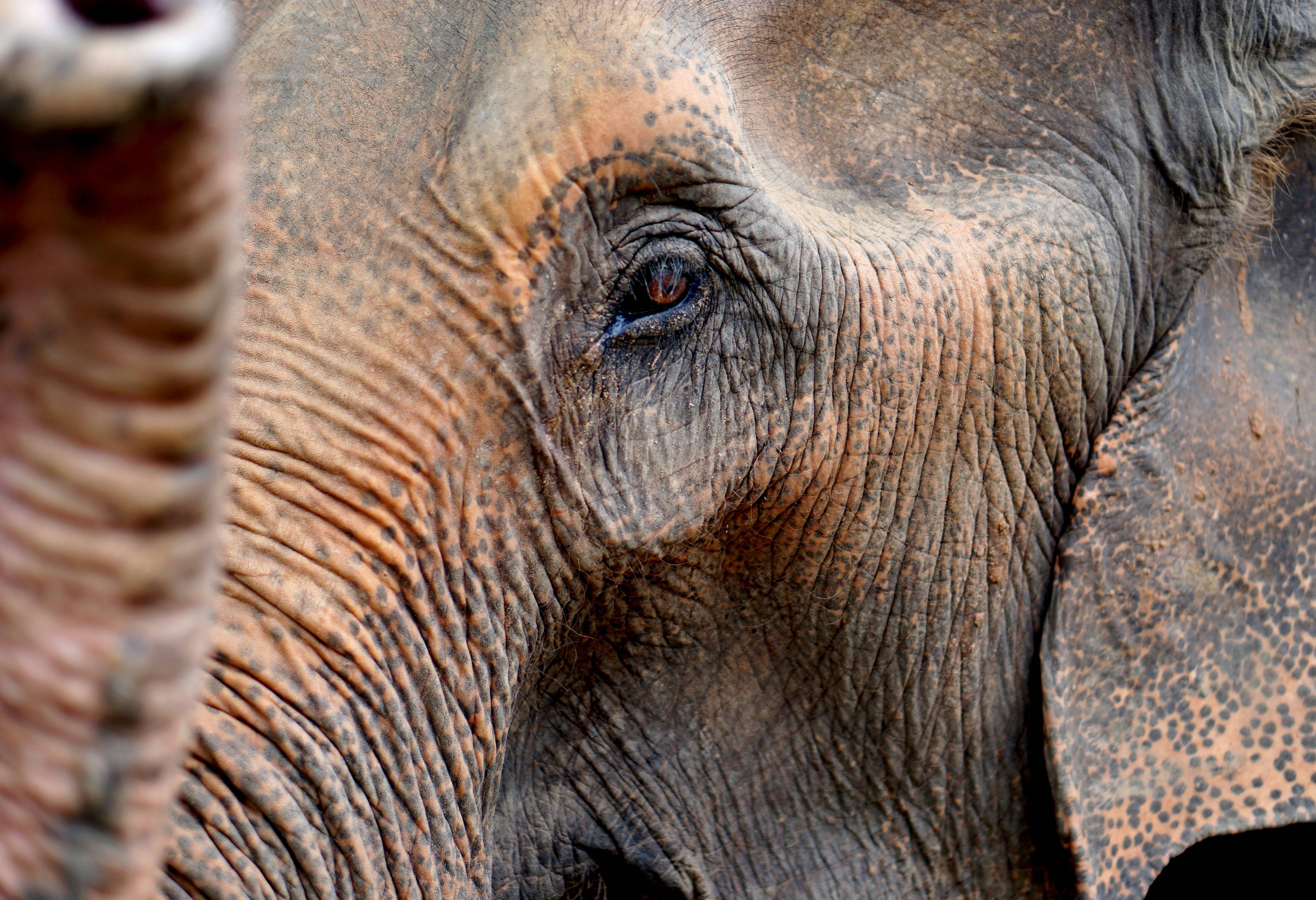 Gezicht van een olifant