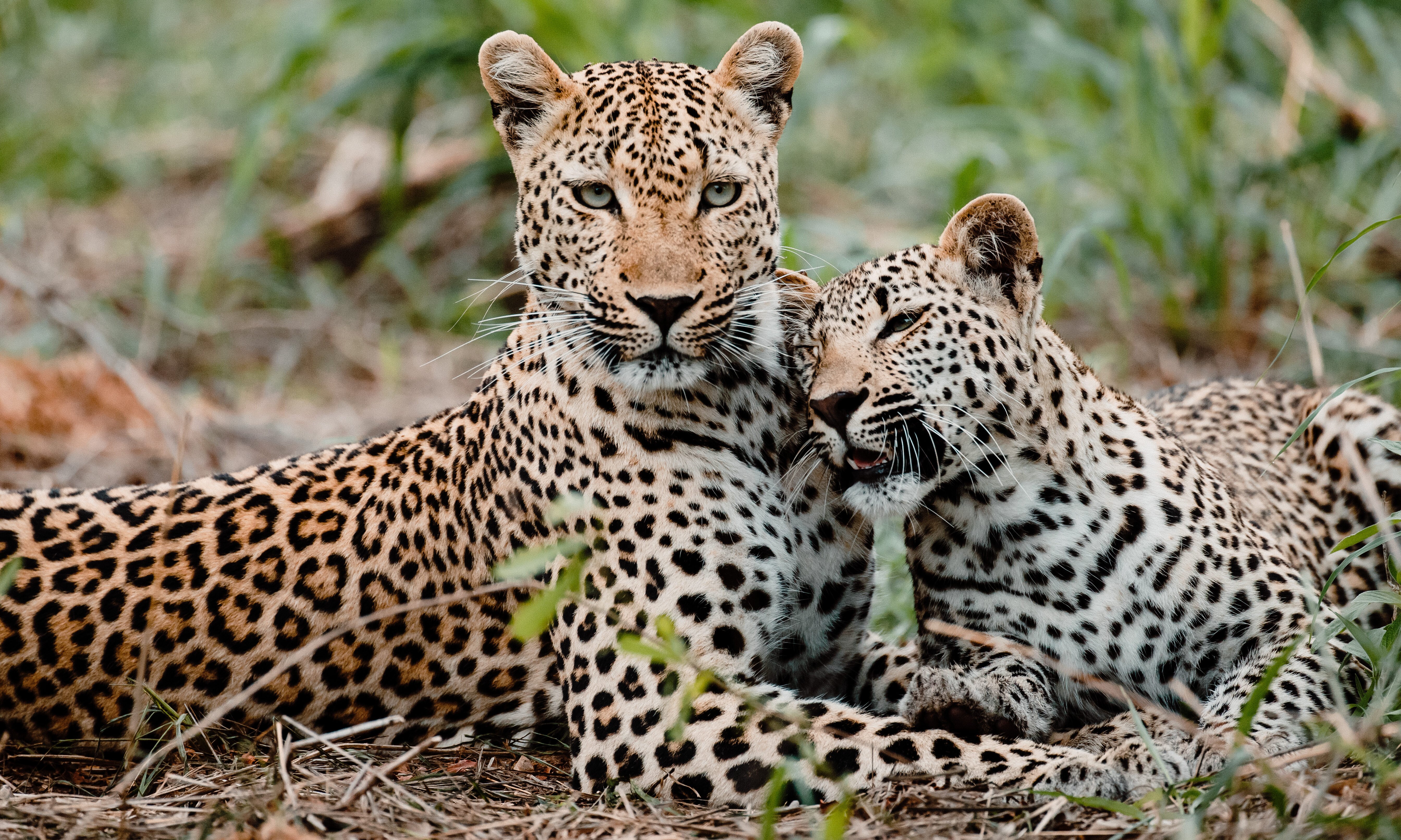 Malewane Lodge at Royal Malewane