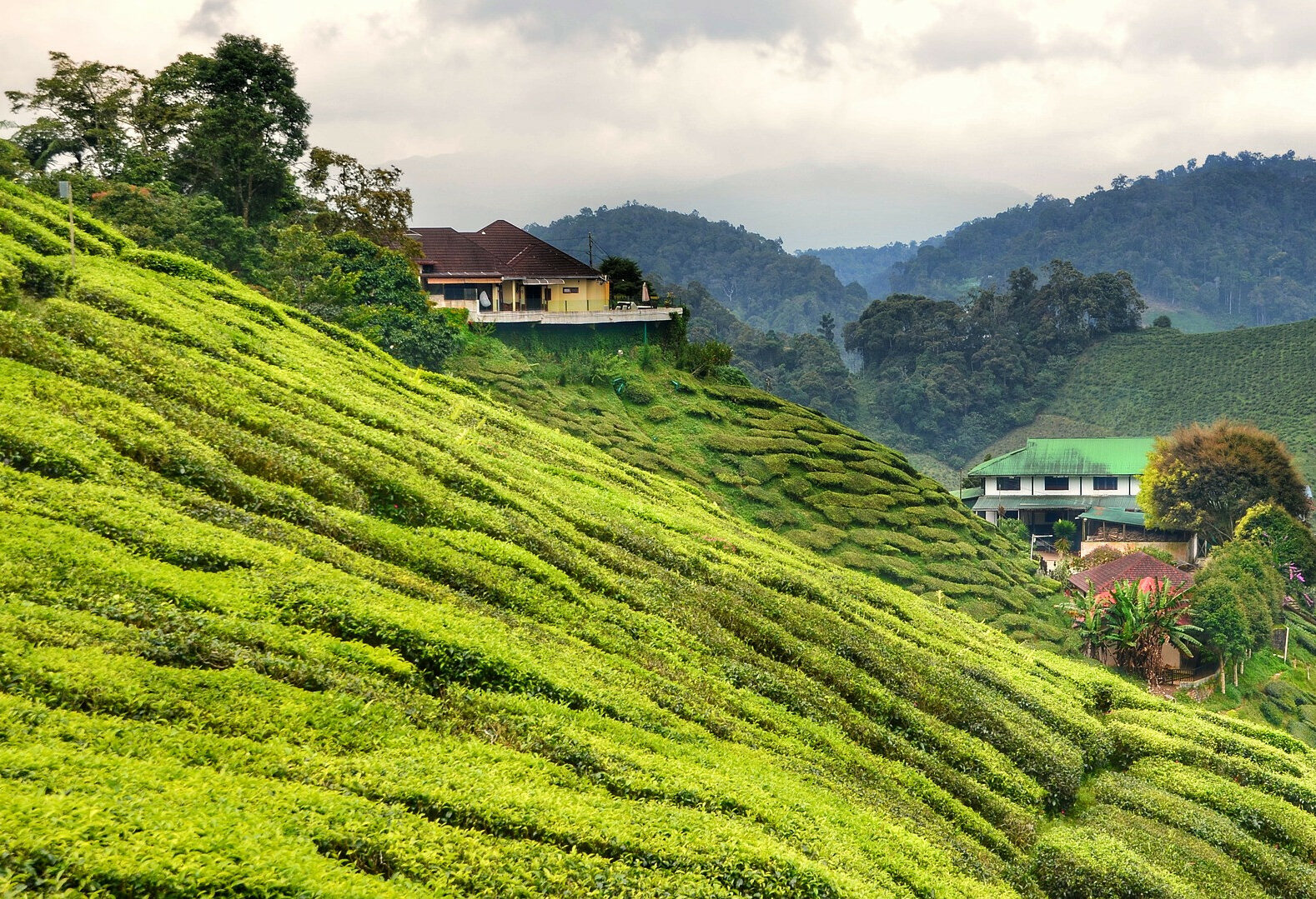 Theeplantages in de Cameron Highlands