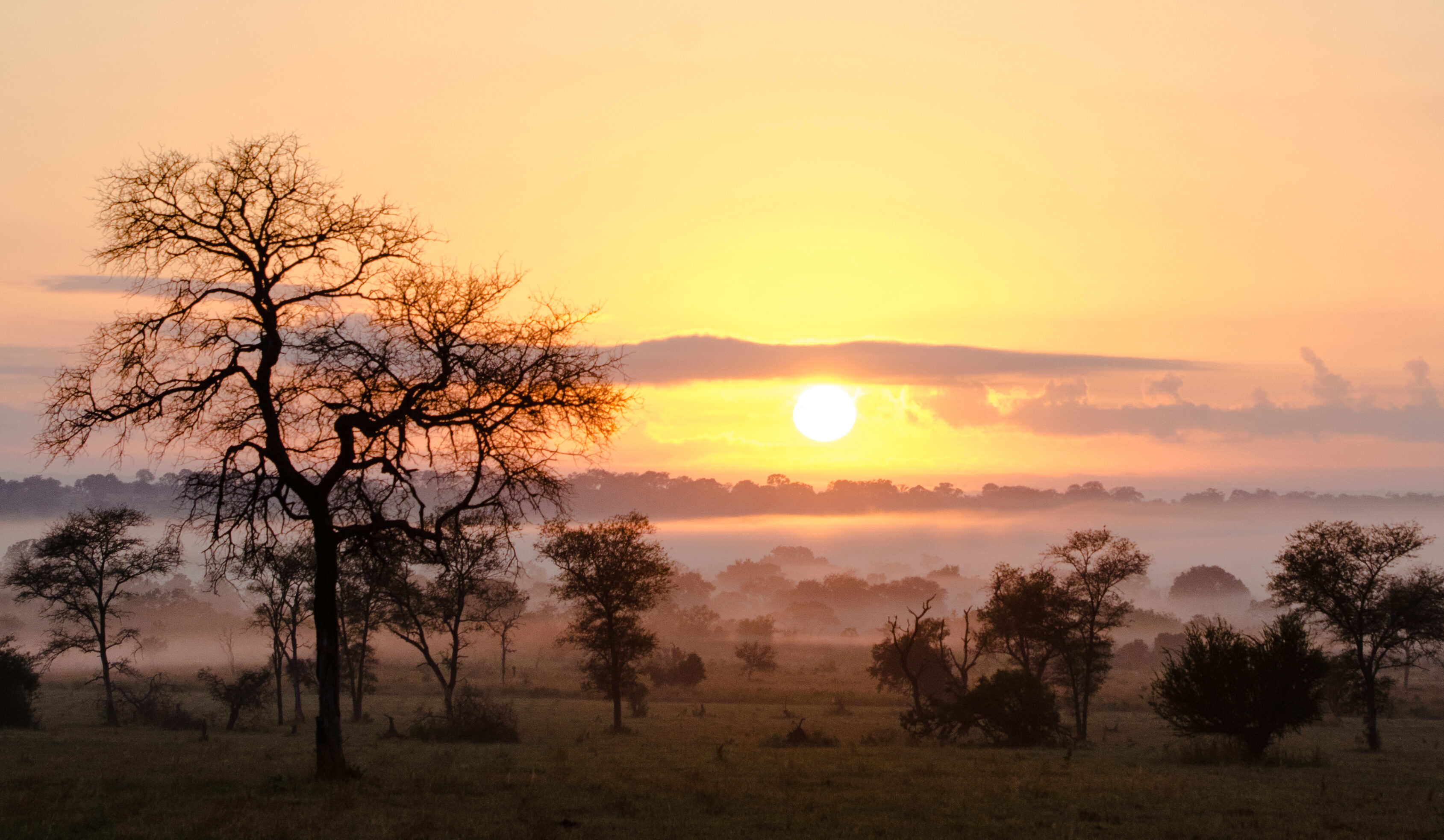 Kruger National Park Zuid-Afrika