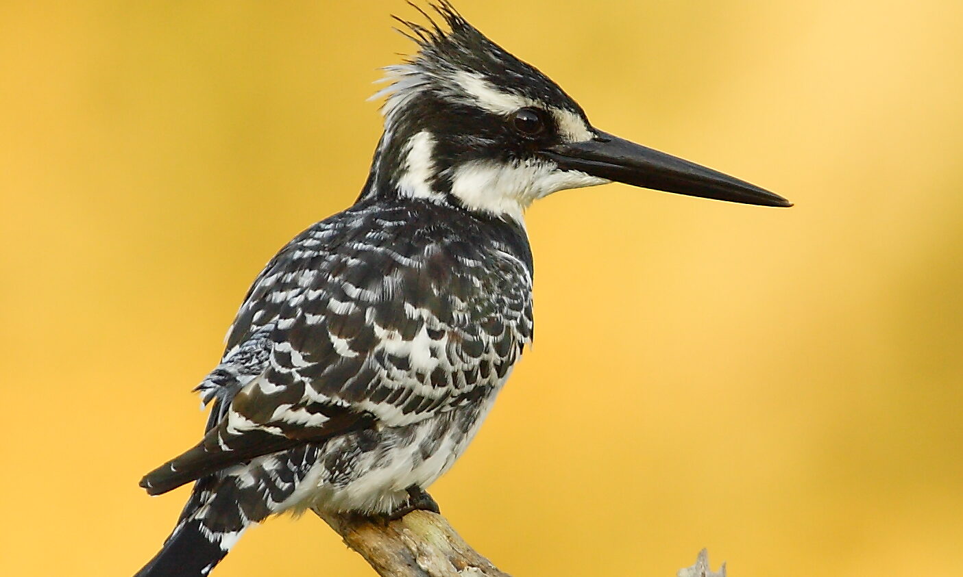 Kruger National Park Zuid-Afrika