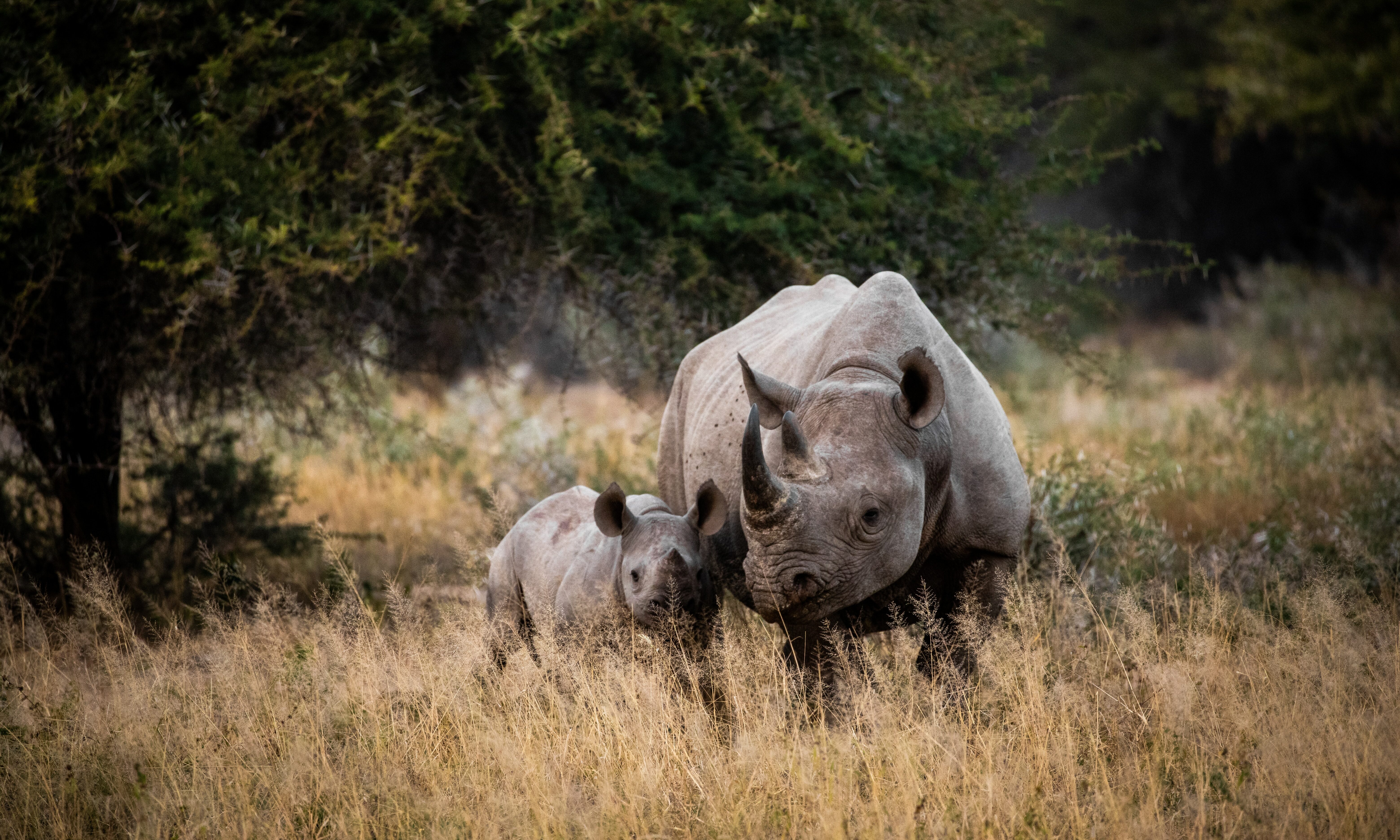 Kruger National Park Zuid-Afrika