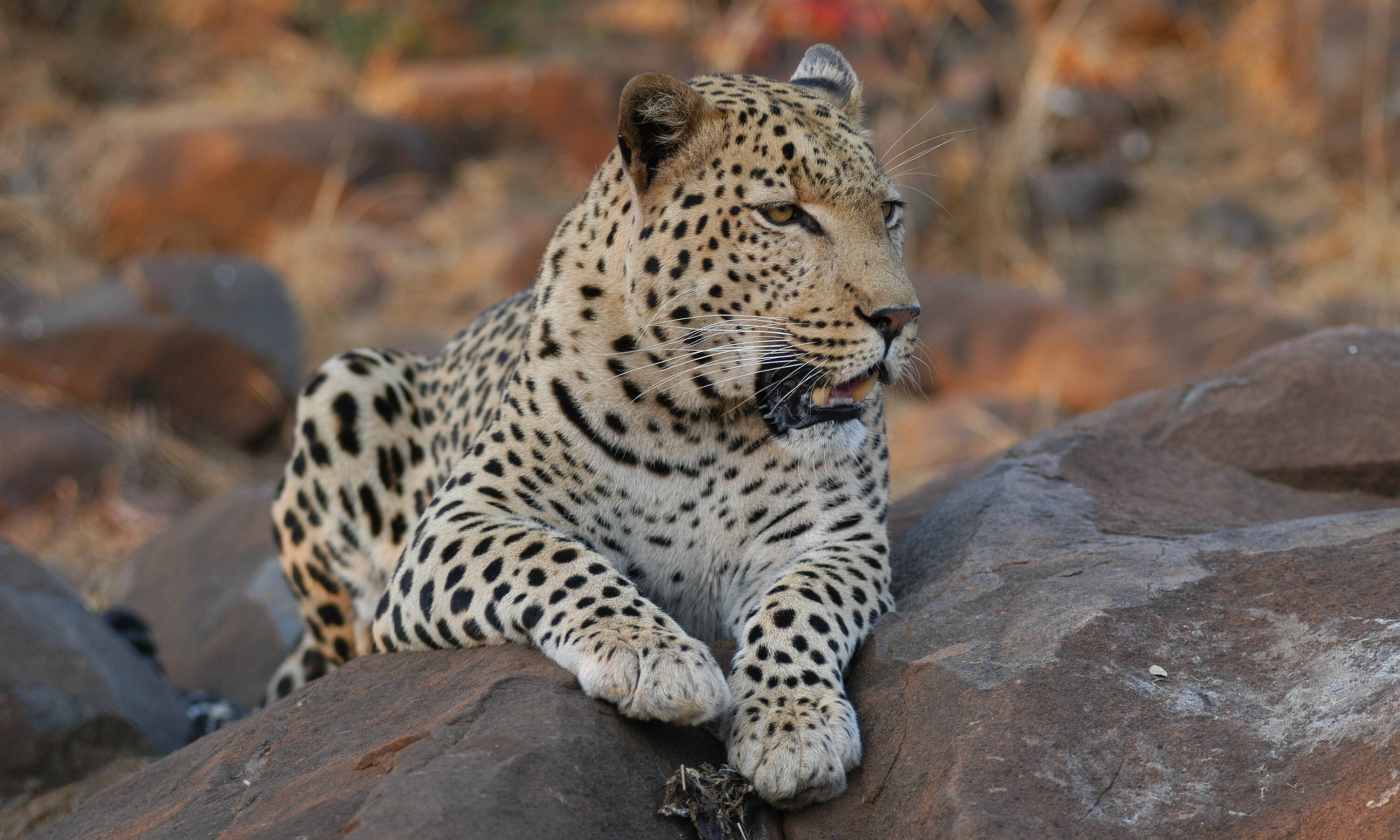 Kruger National Park Zuid-Afrika