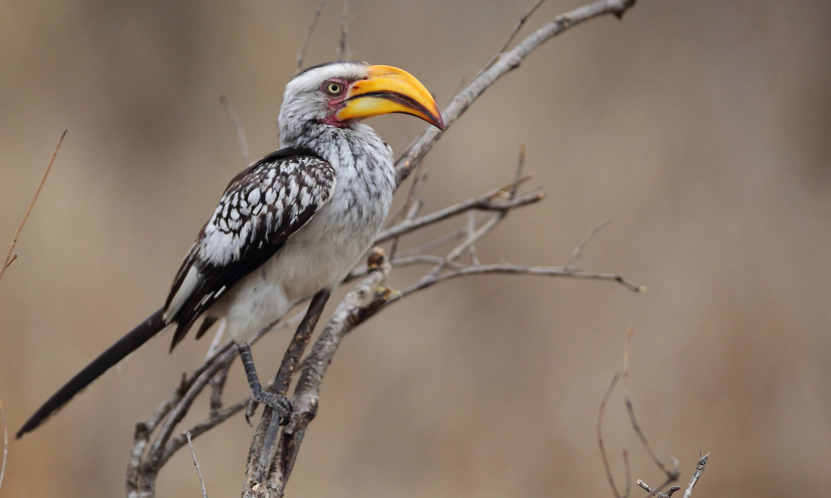 Kruger National Park Zuid-Afrika