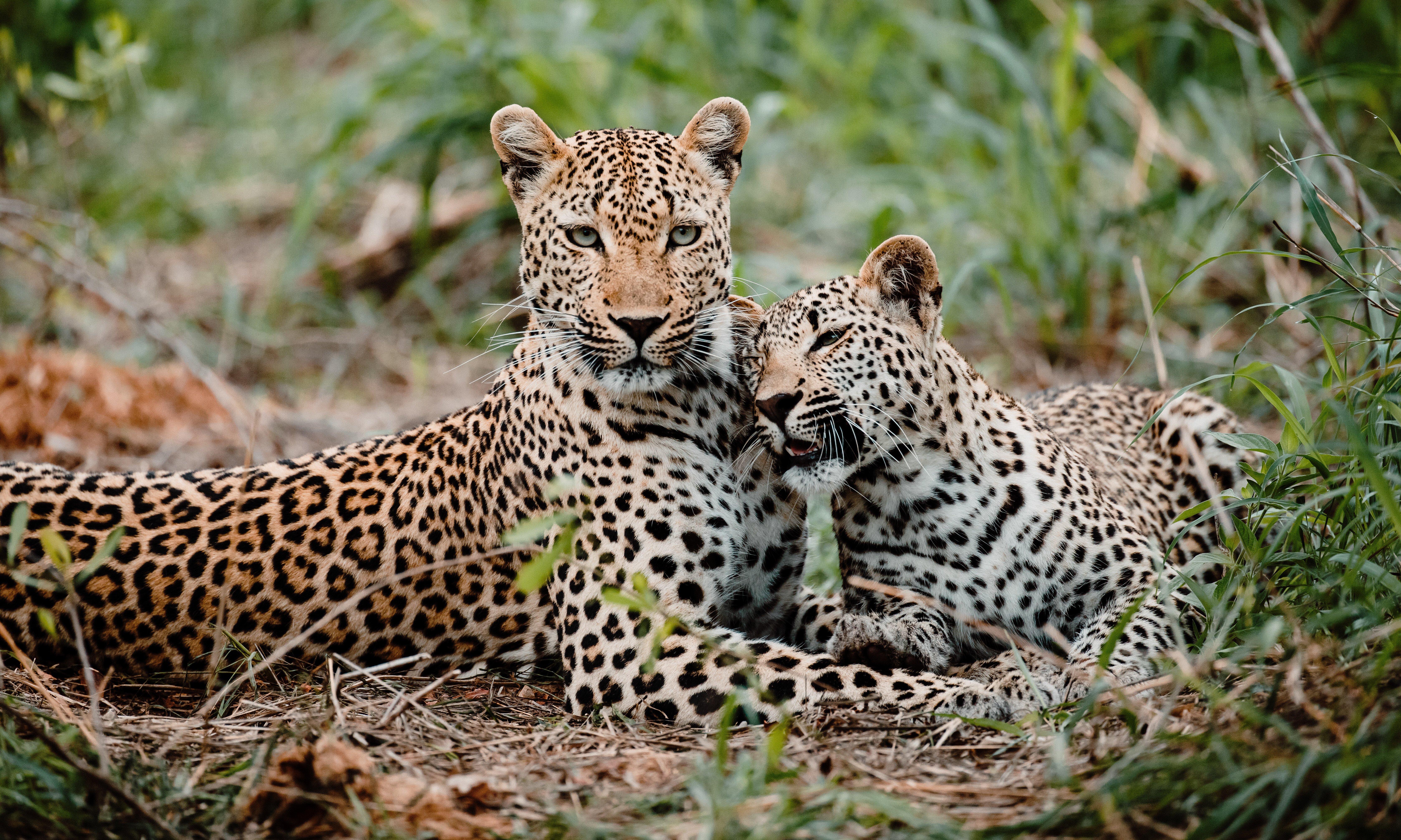 Kruger National Park Zuid-Afrika