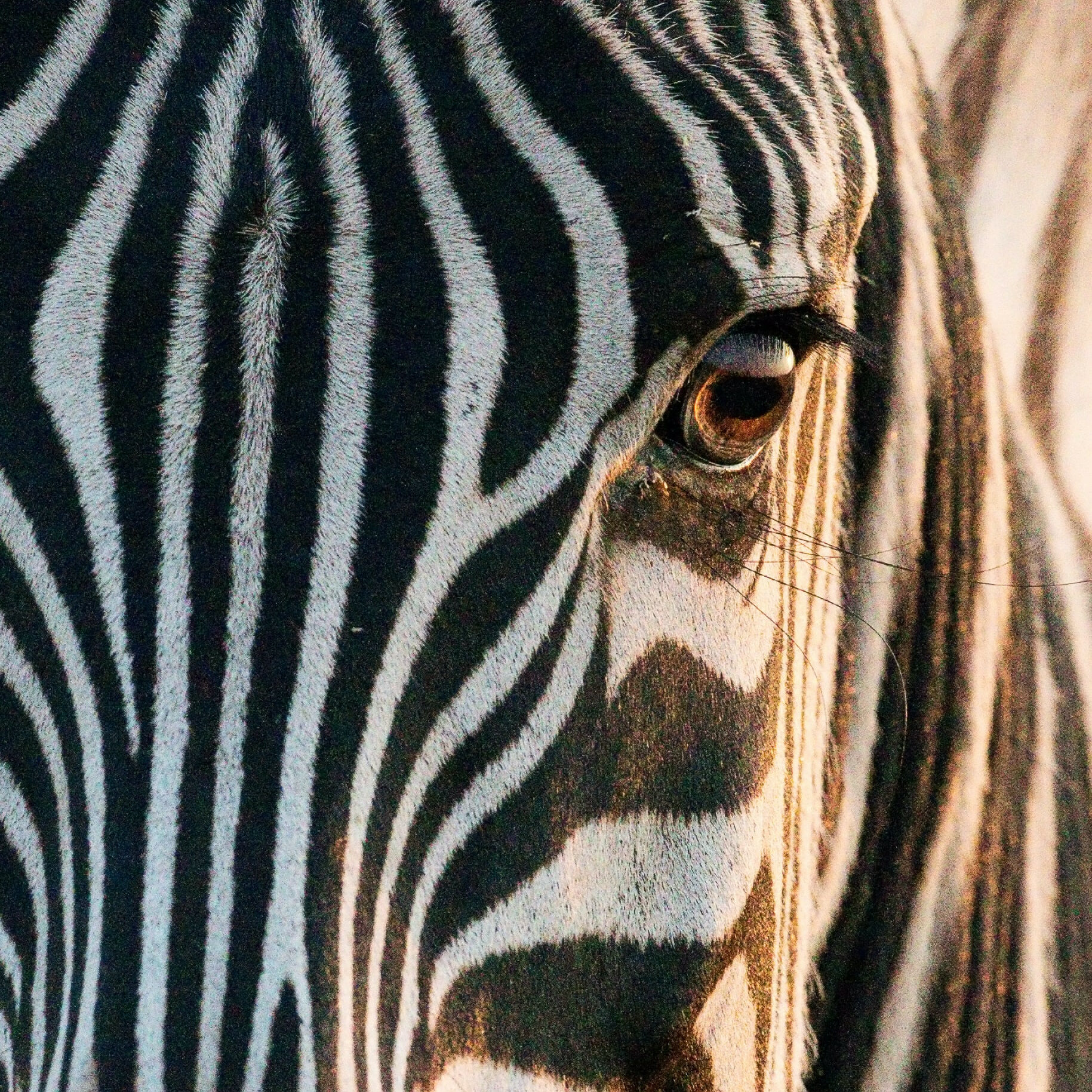 Zebra Zuid-Afrika