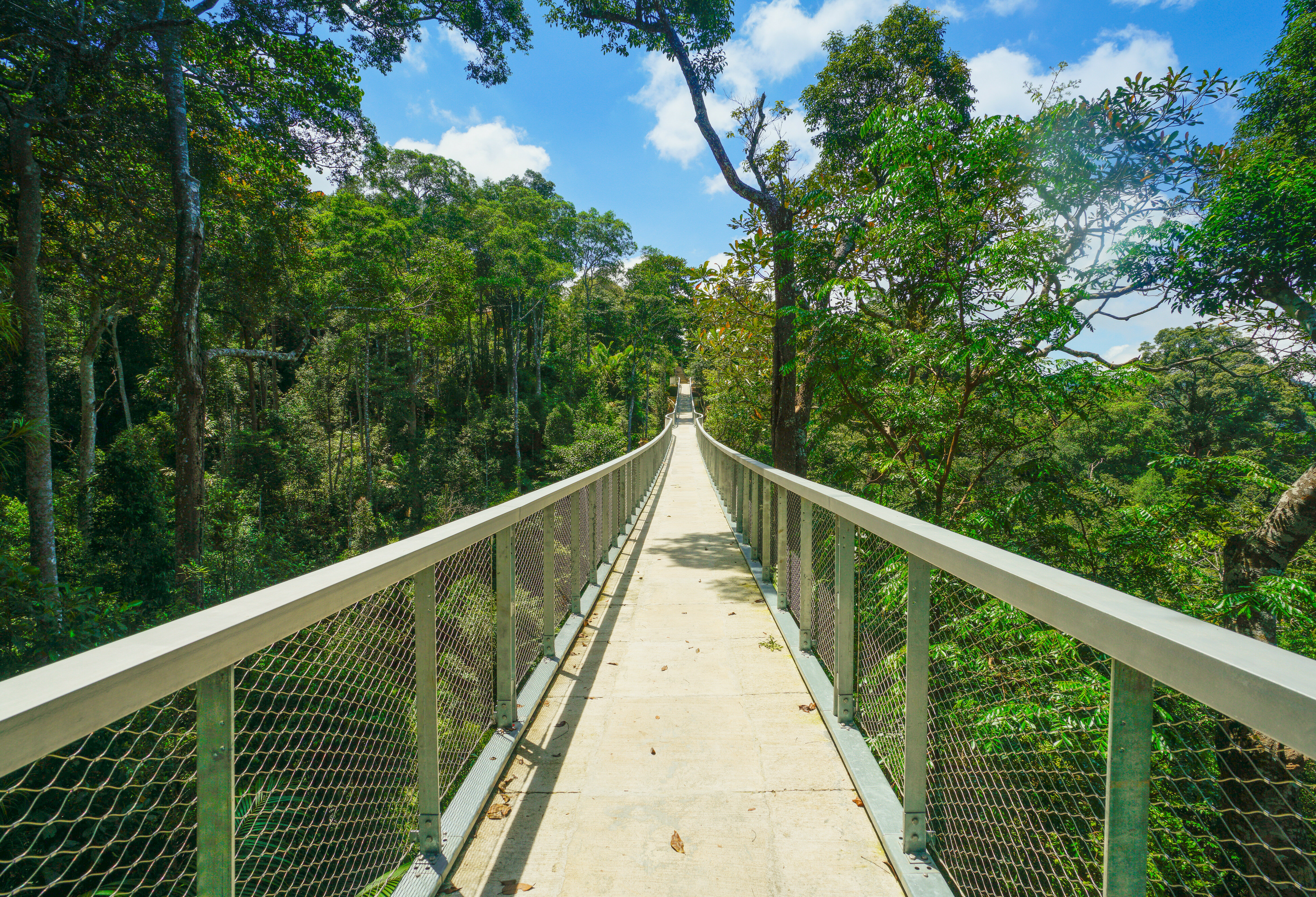 Langur Walkway bij The Habitat in Penang