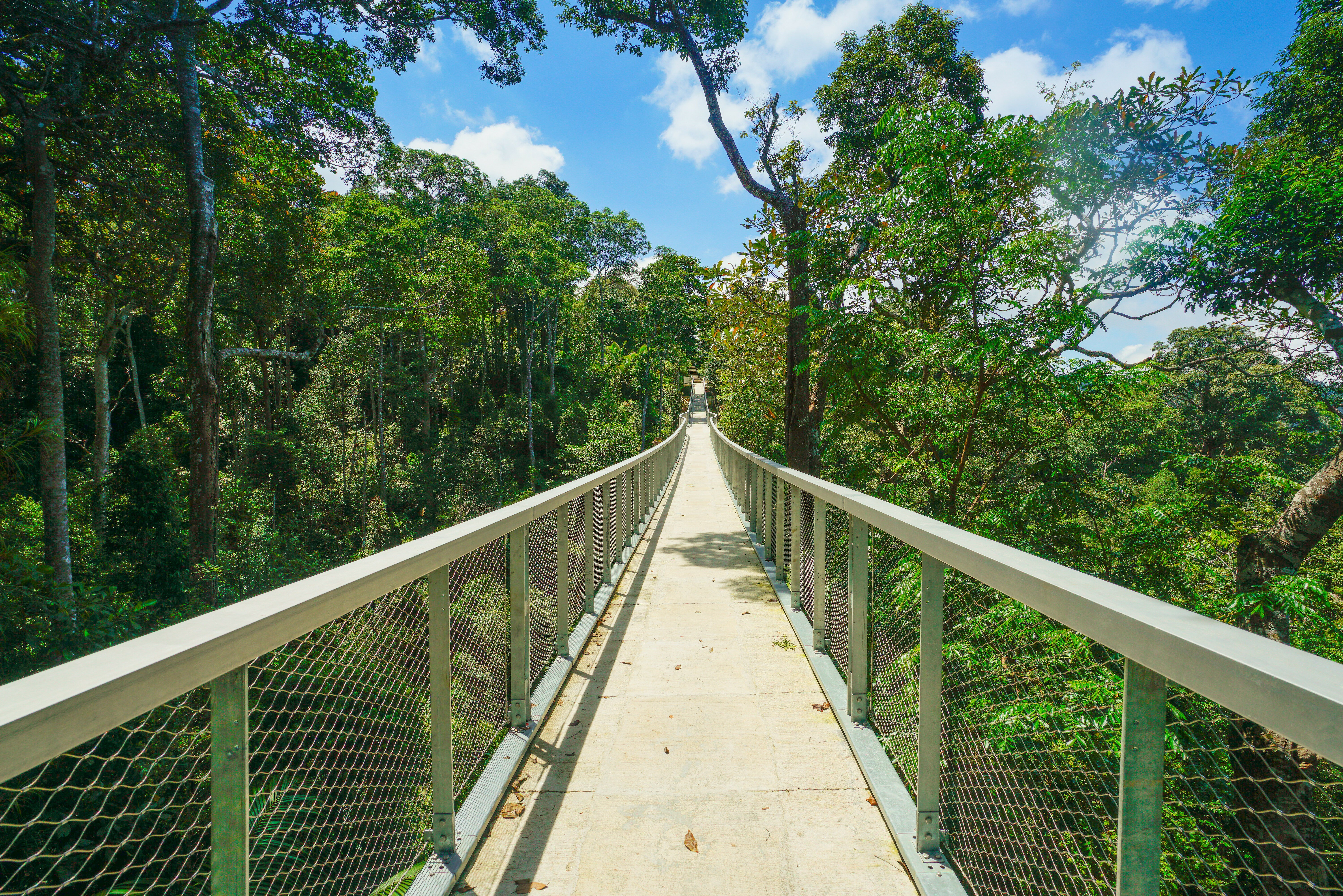 Langur canopy walkway bij The Habitat op Penang Hill