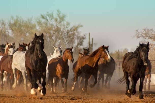 Amerika Arizona White Stallion Ranch Paarden