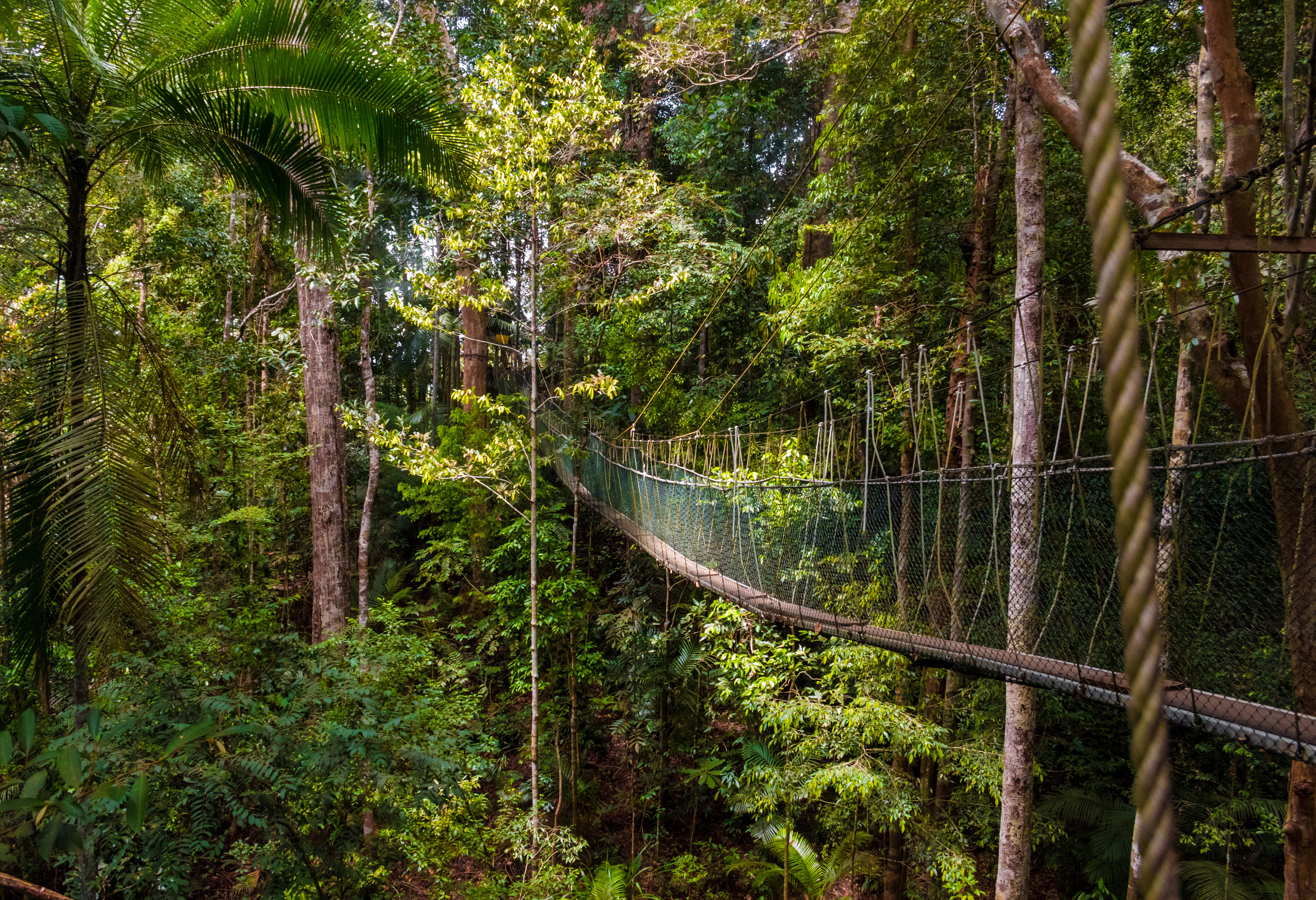 Canopy walk in Taman Negara