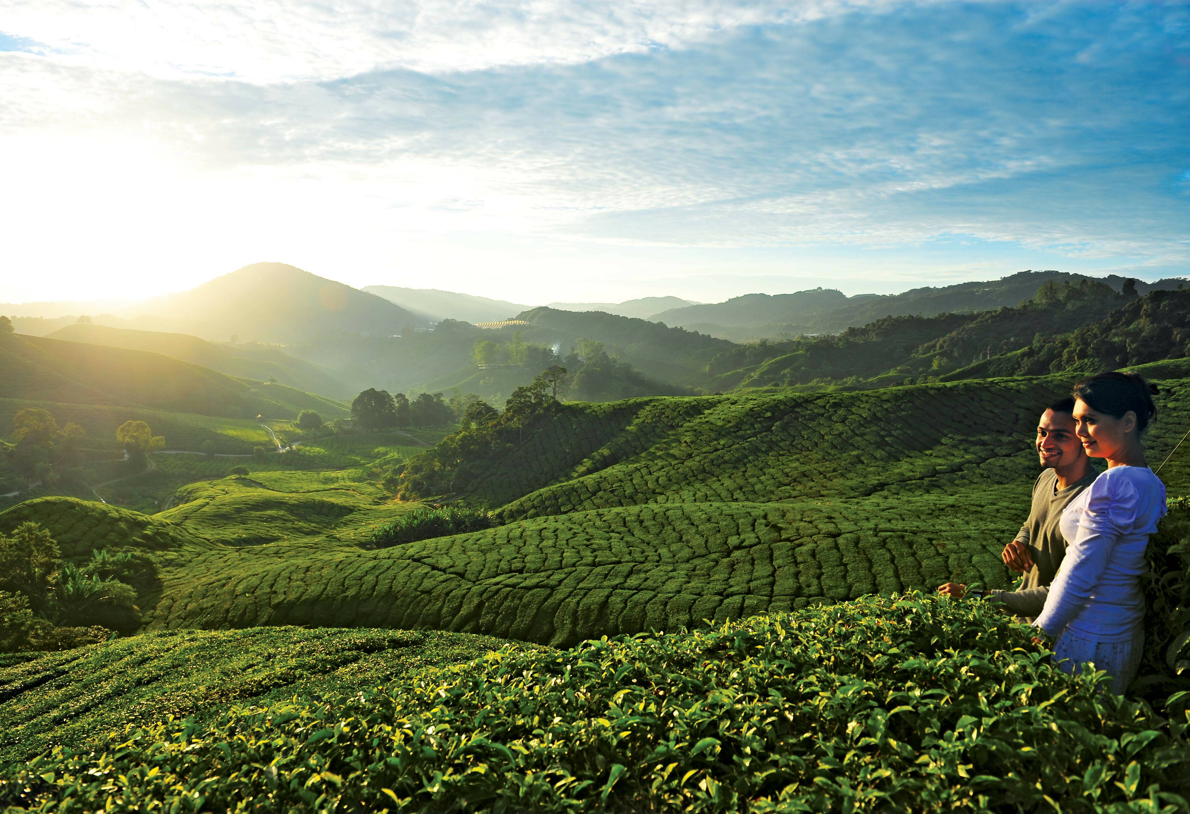 Uitzicht over de theeplantages in de Cameron Highlands