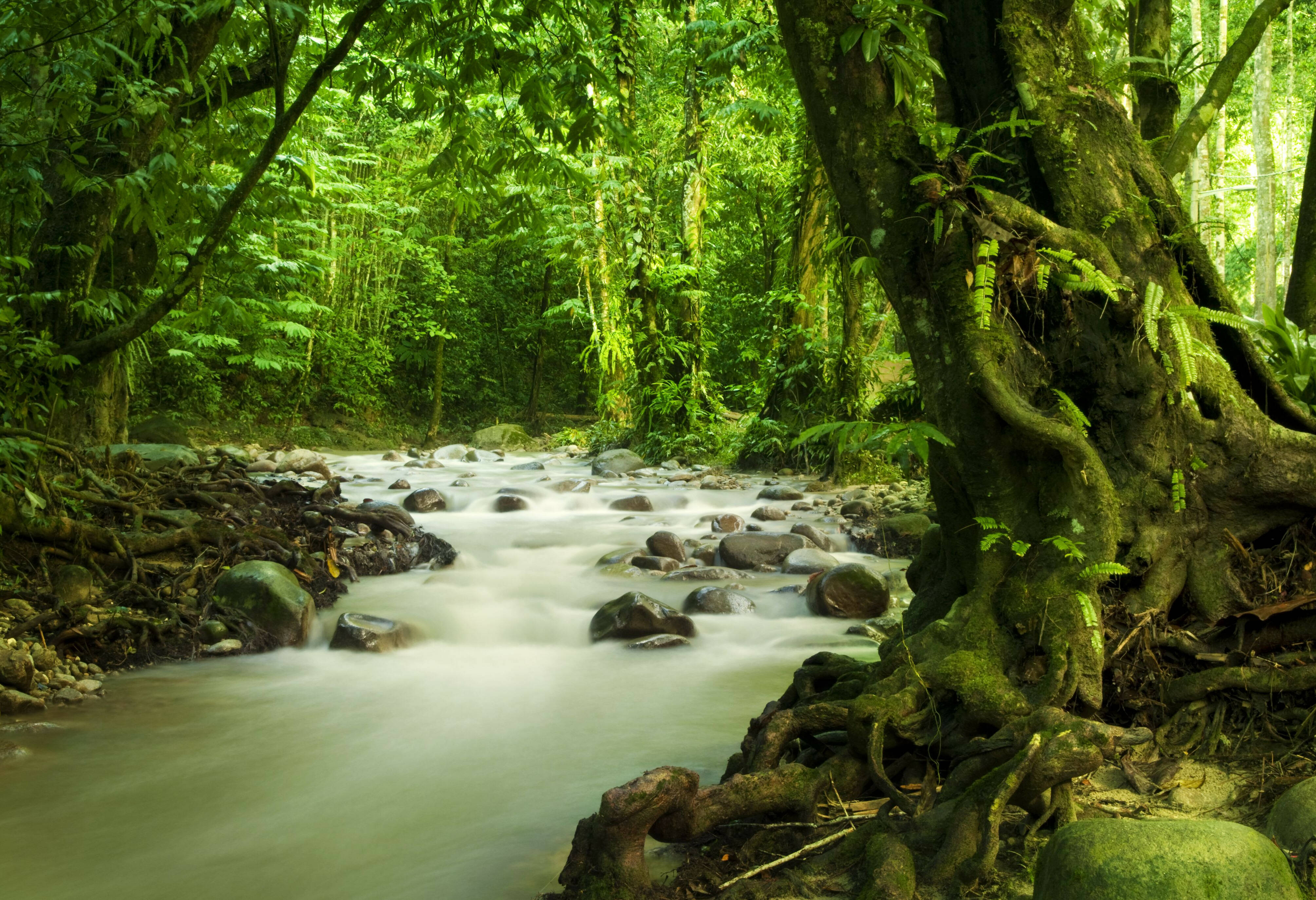 Jungle in West-Maleisie