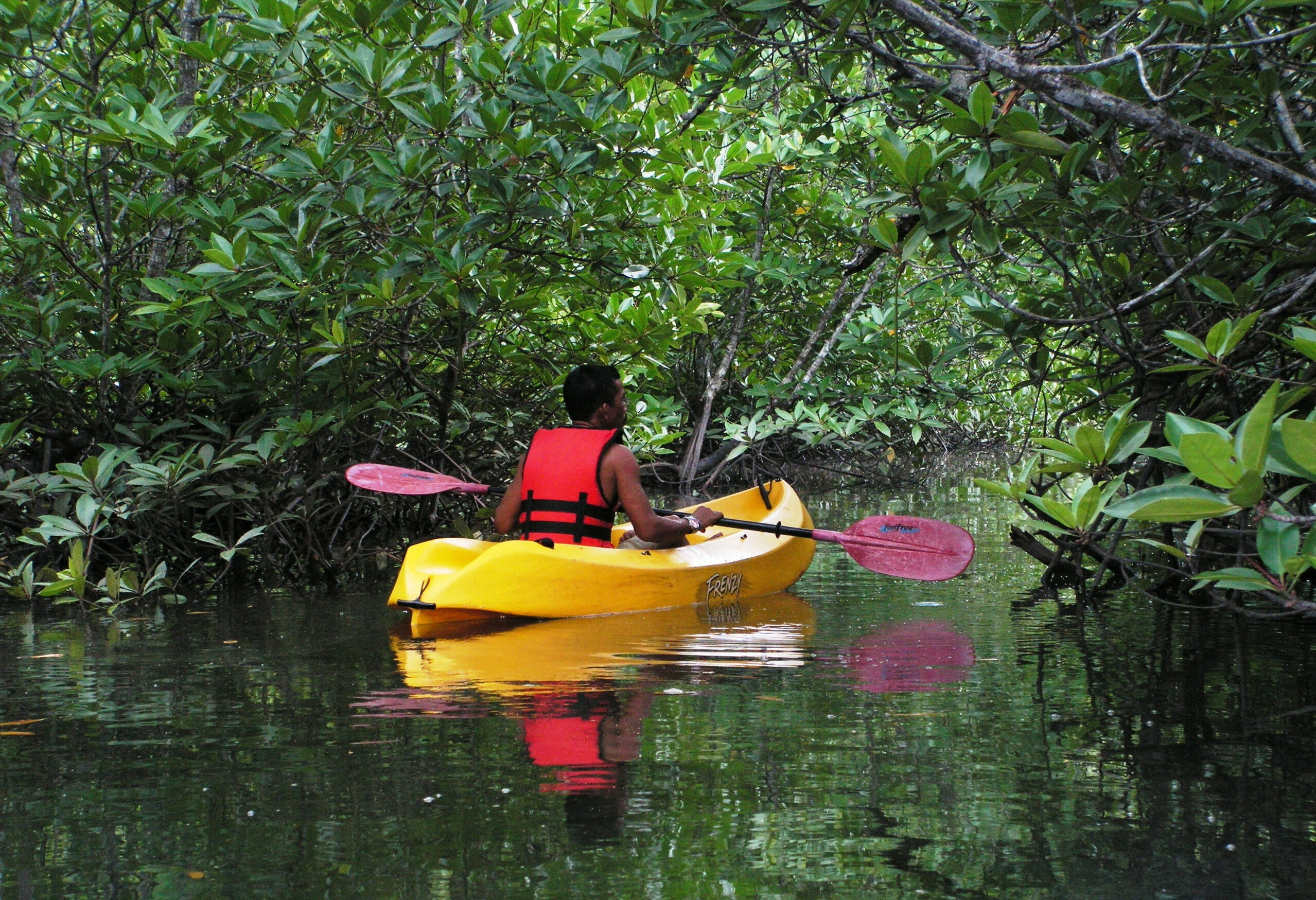 Kajakken in de mangroven op Langkawi