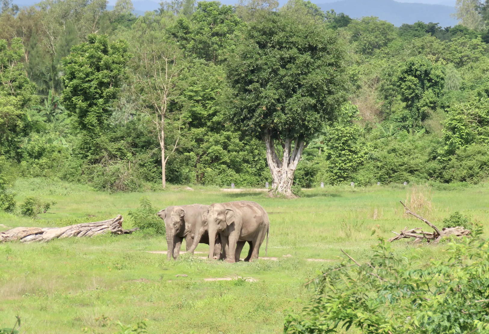 Olifanten biij de Wildlife Friends Foundation Thailand