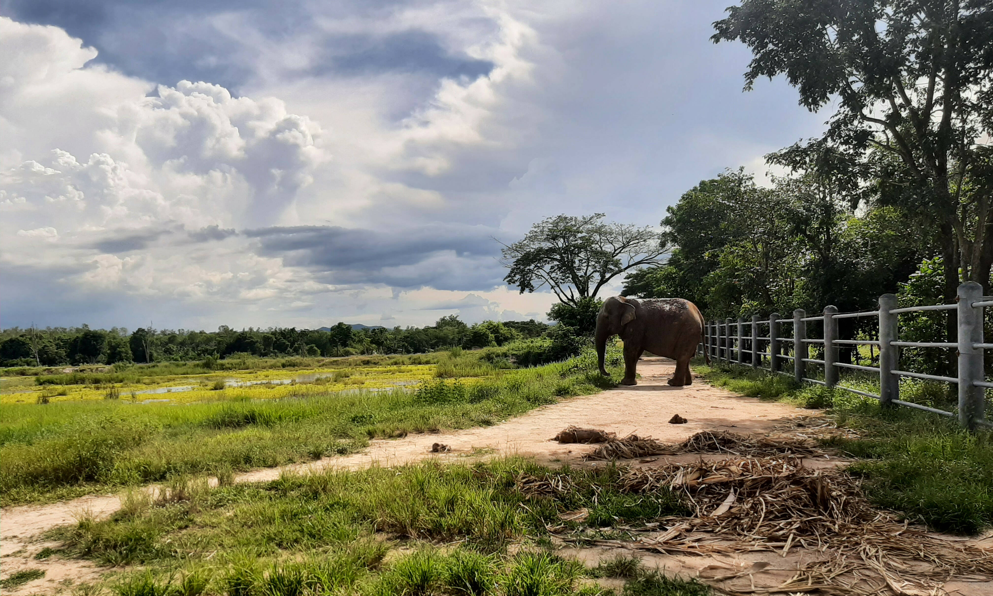 I love phants ecolodge Thailand