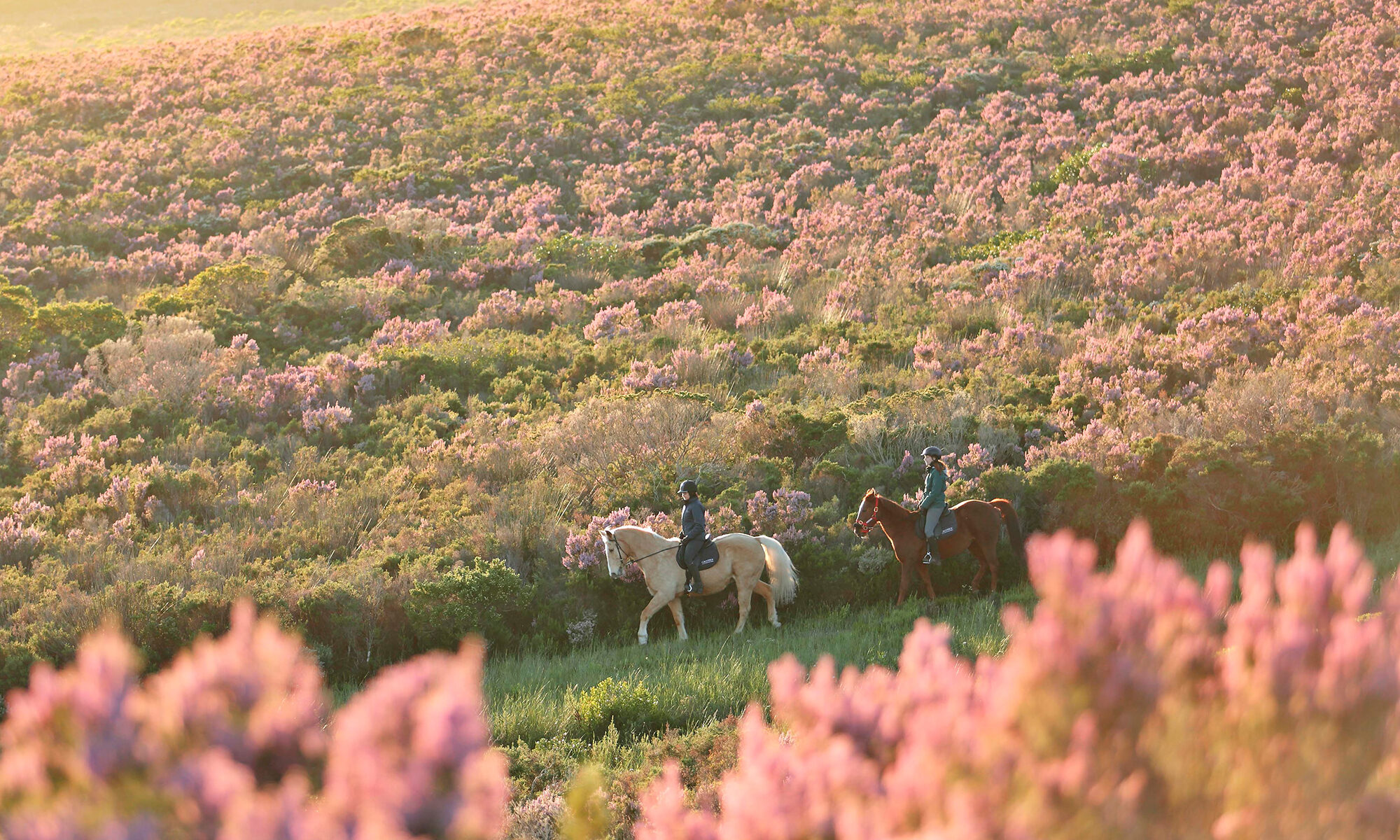 Grootbos Private Nature Reserve - Travel platinum