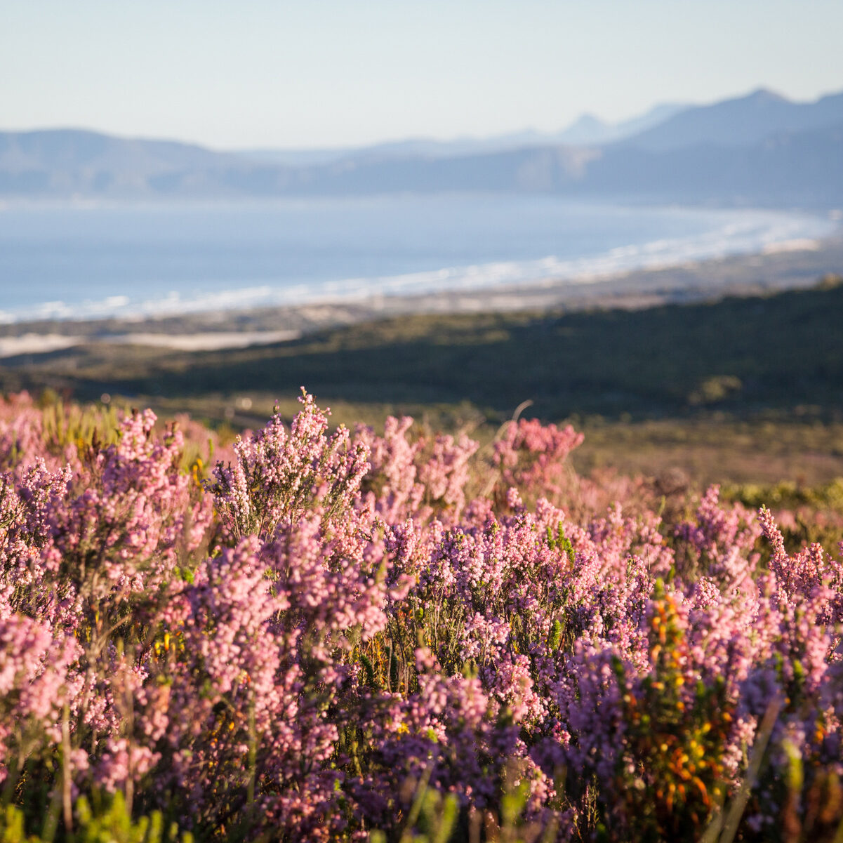 Hermanus