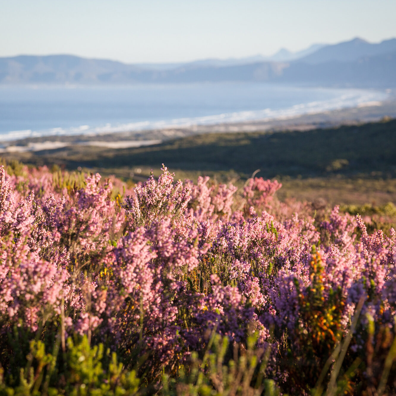 Hermanus