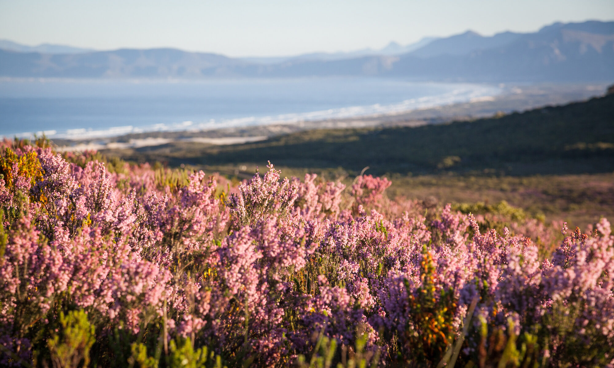 Grootbos Nature Reserve Hermanus Zuid-Afrika